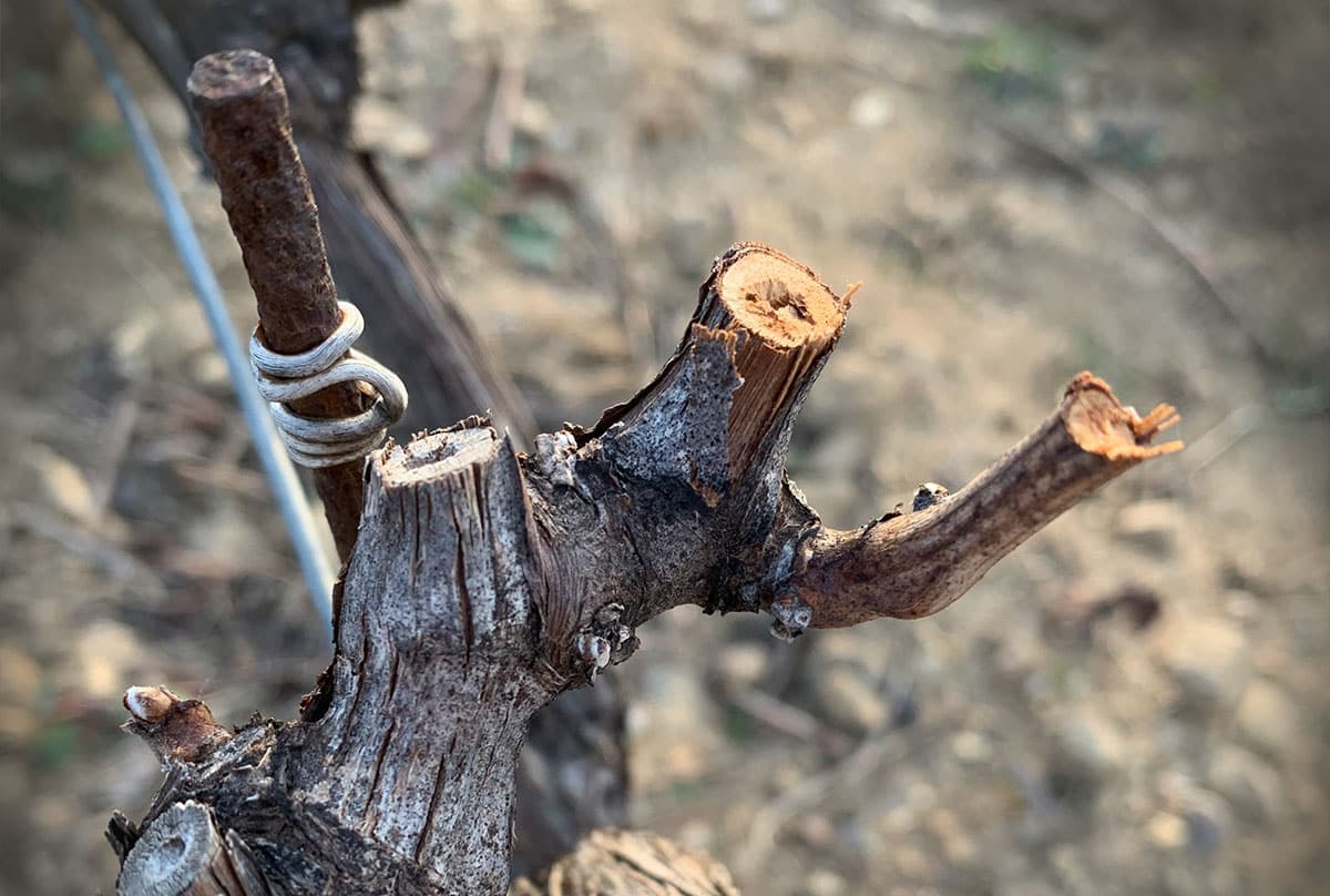 Formation&nbsp;: Taille et conduite de la vigne, les 24/11, 7 et 8/12