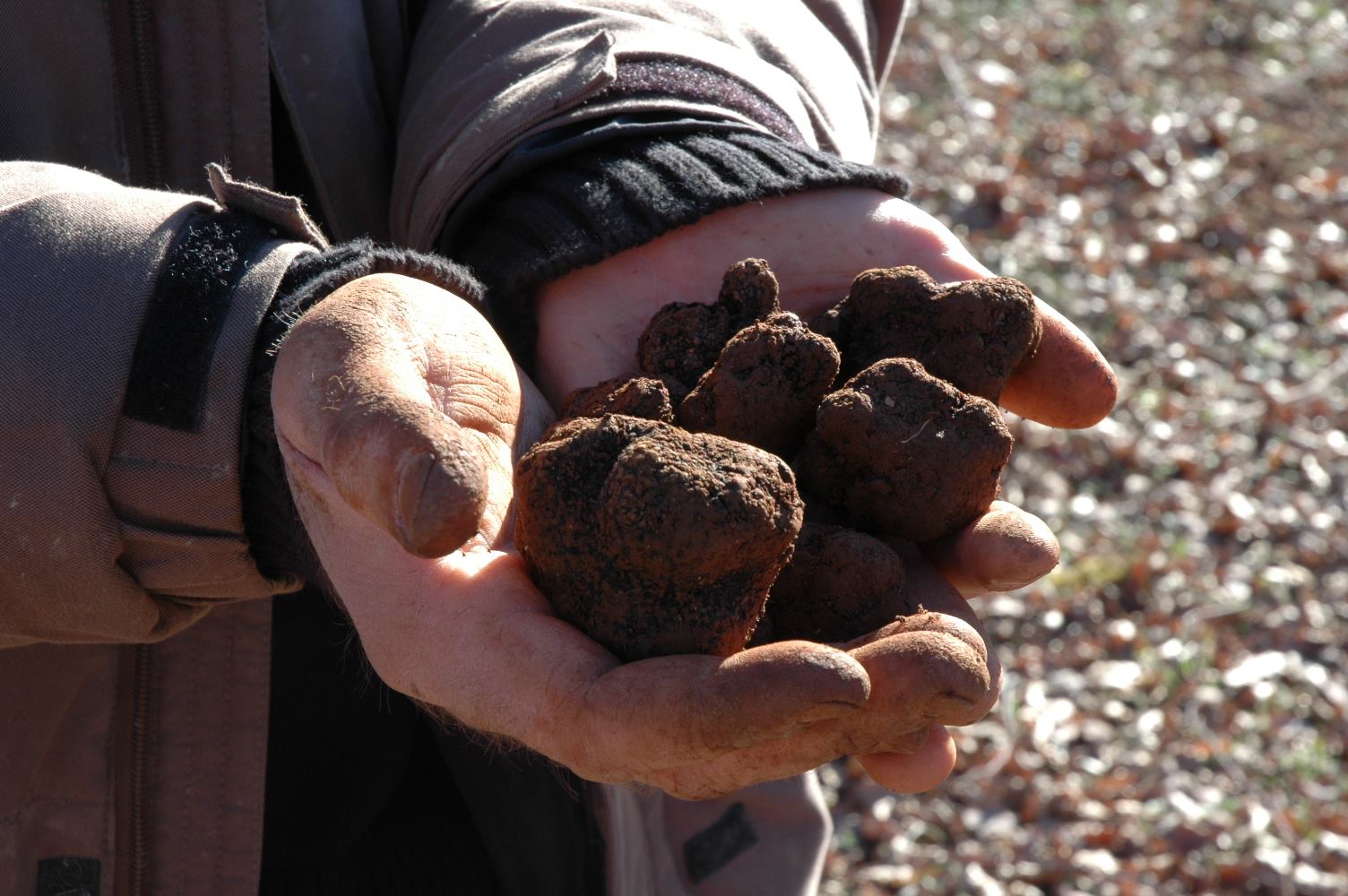 Formation truffe du 4 au 8 décembre au Montat.