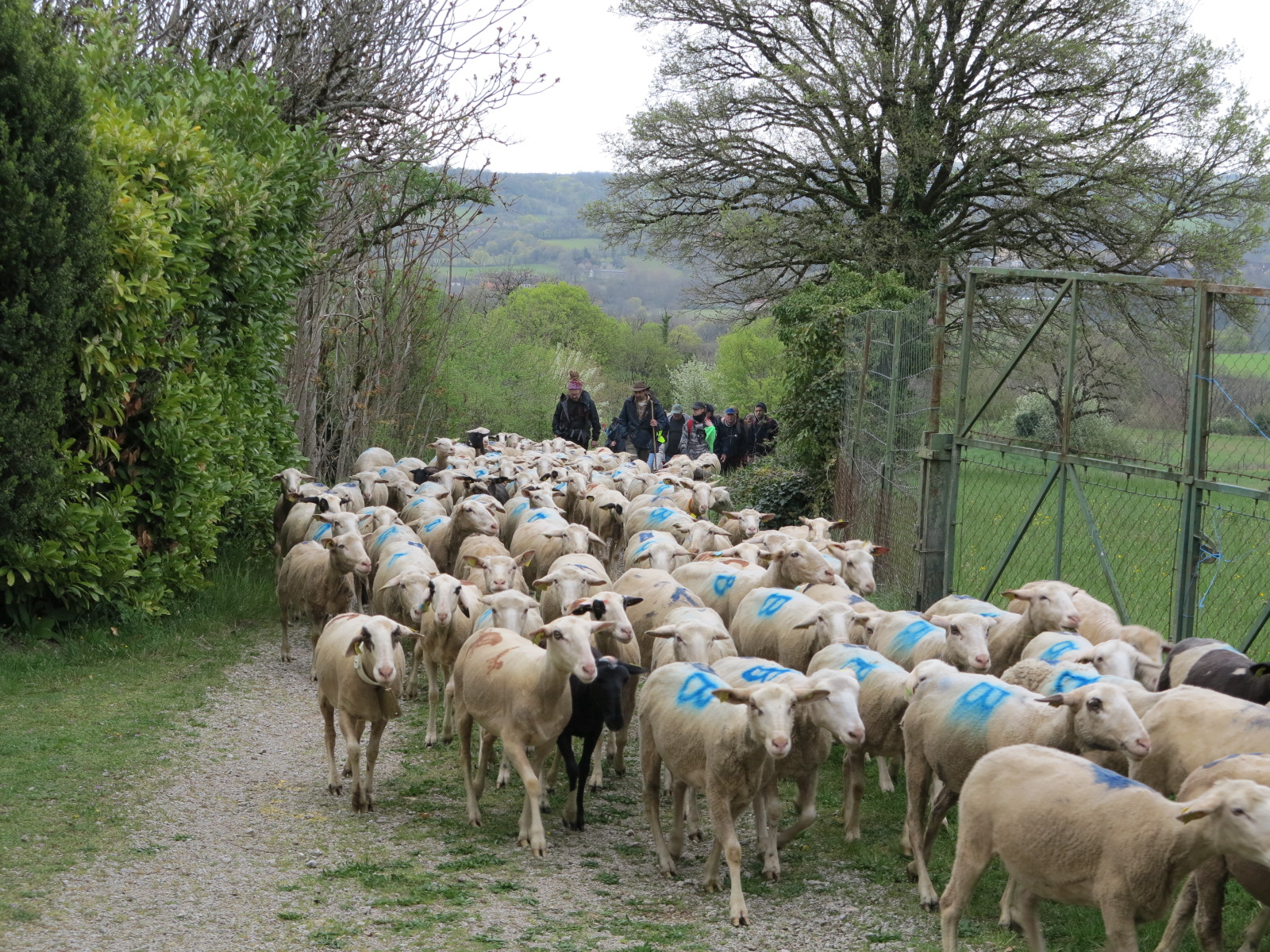 Transhumance&nbsp;: Inscription sur la Liste du patrimoine culturel immatériel de l’humanité