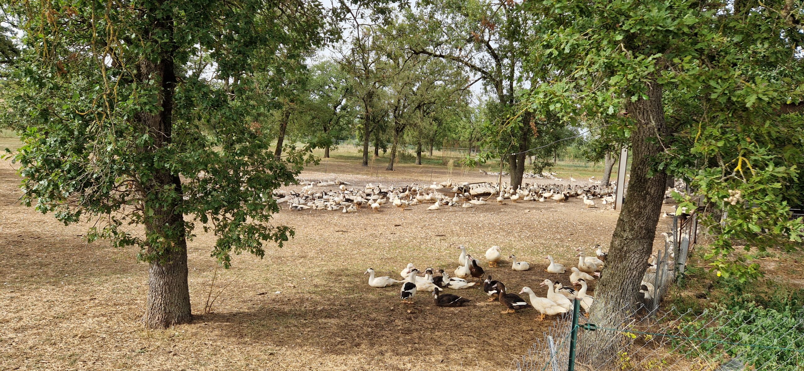 Grippe aviaire&nbsp;: le niveau de risque devient «&nbsp;négligeable&nbsp;» en France