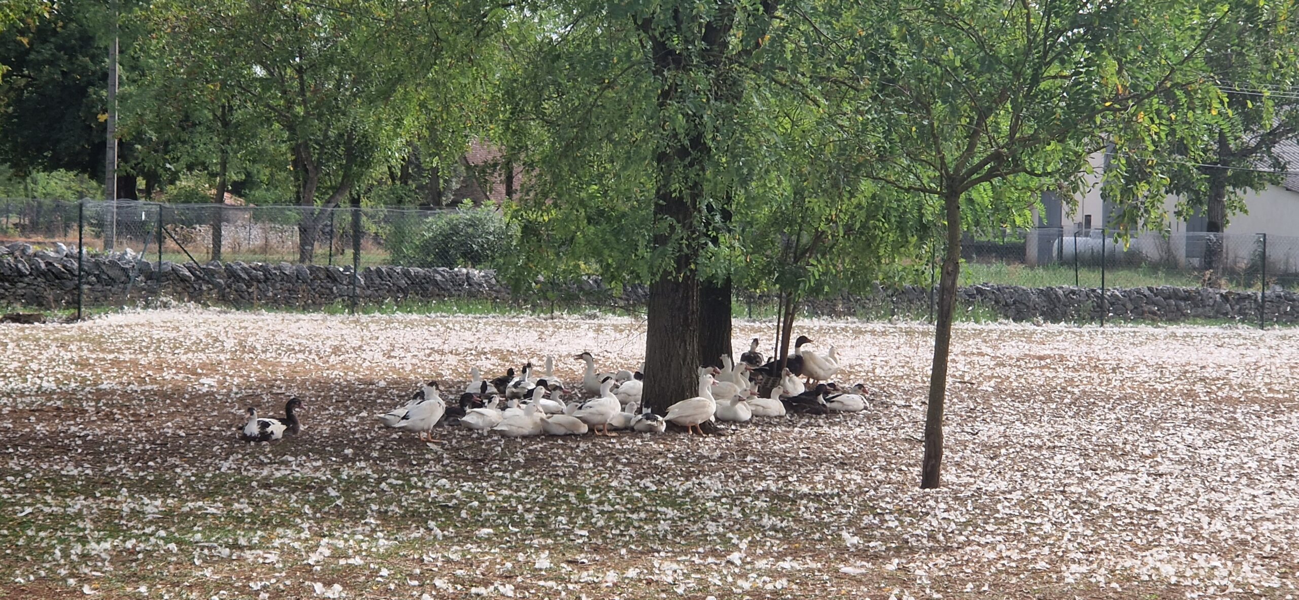 Influenza aviaire hautement pathogène&nbsp;: l’État s’engage sur le financement pour lancer la campagne vaccinale des canards pour 2024/25
