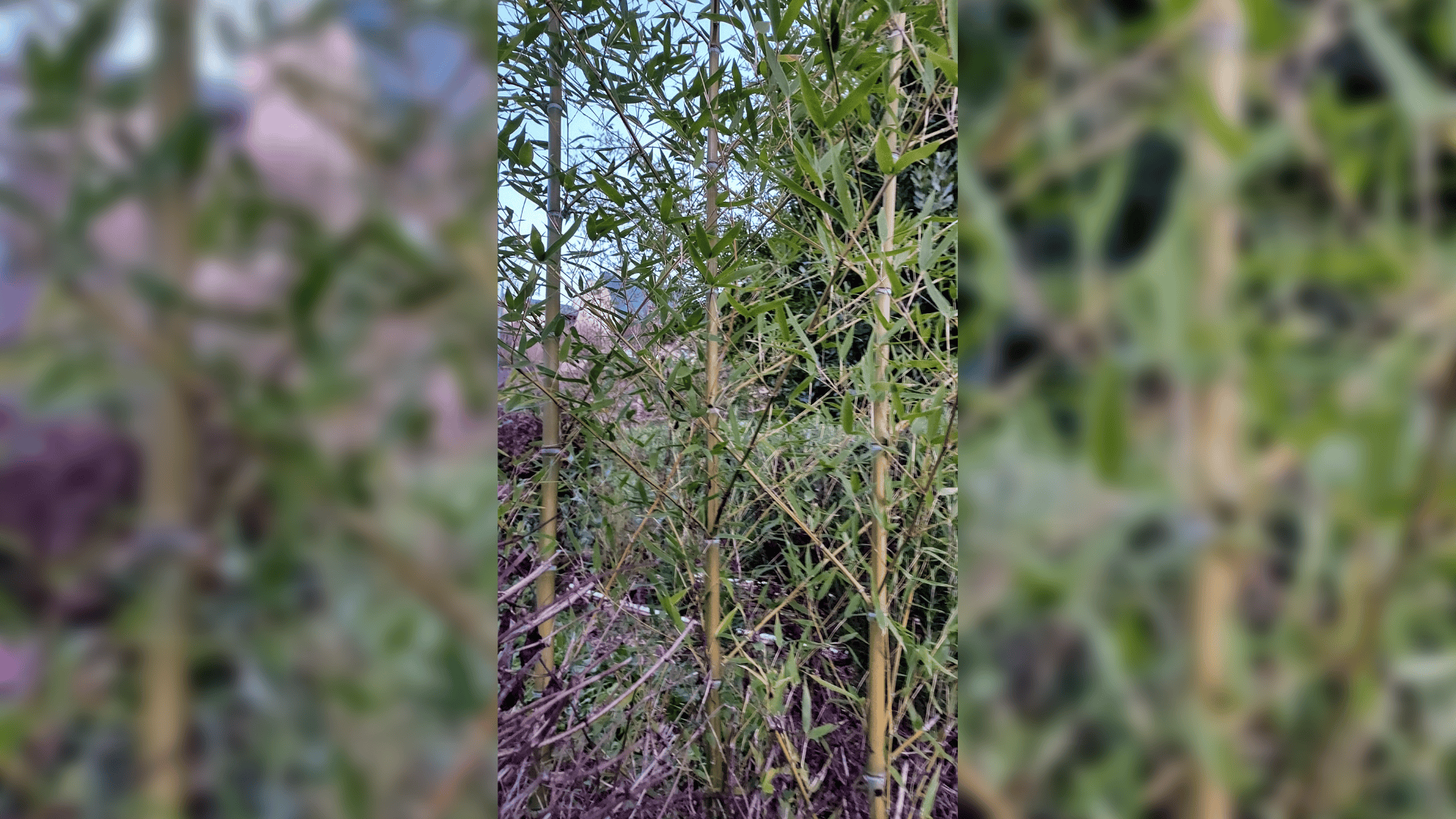 Jardinez avec la lune