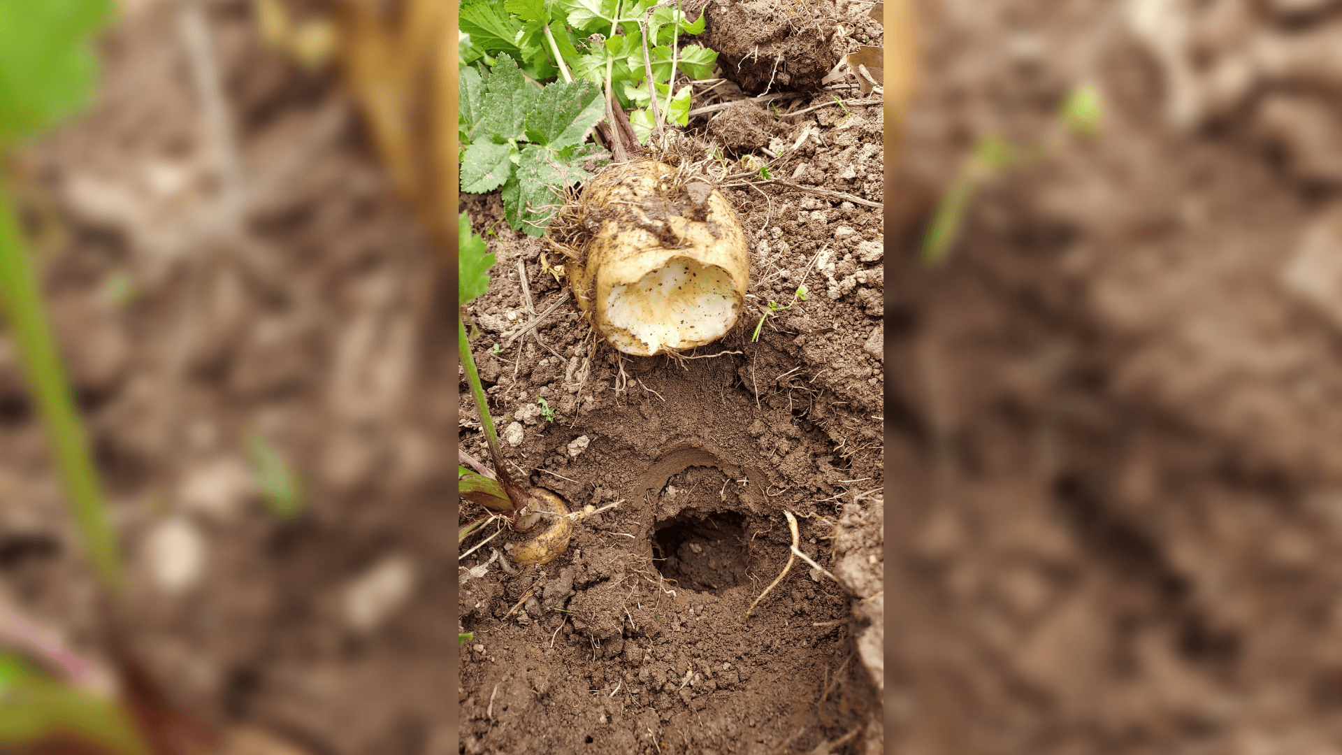 Jardinez avec la lune