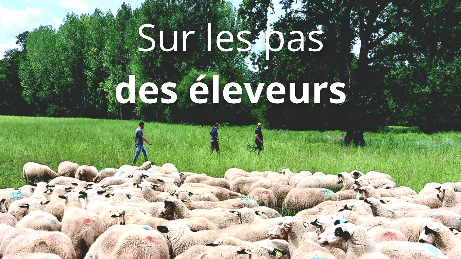 Un record de 800 marcheurs sur les pas des éleveurs&nbsp;!