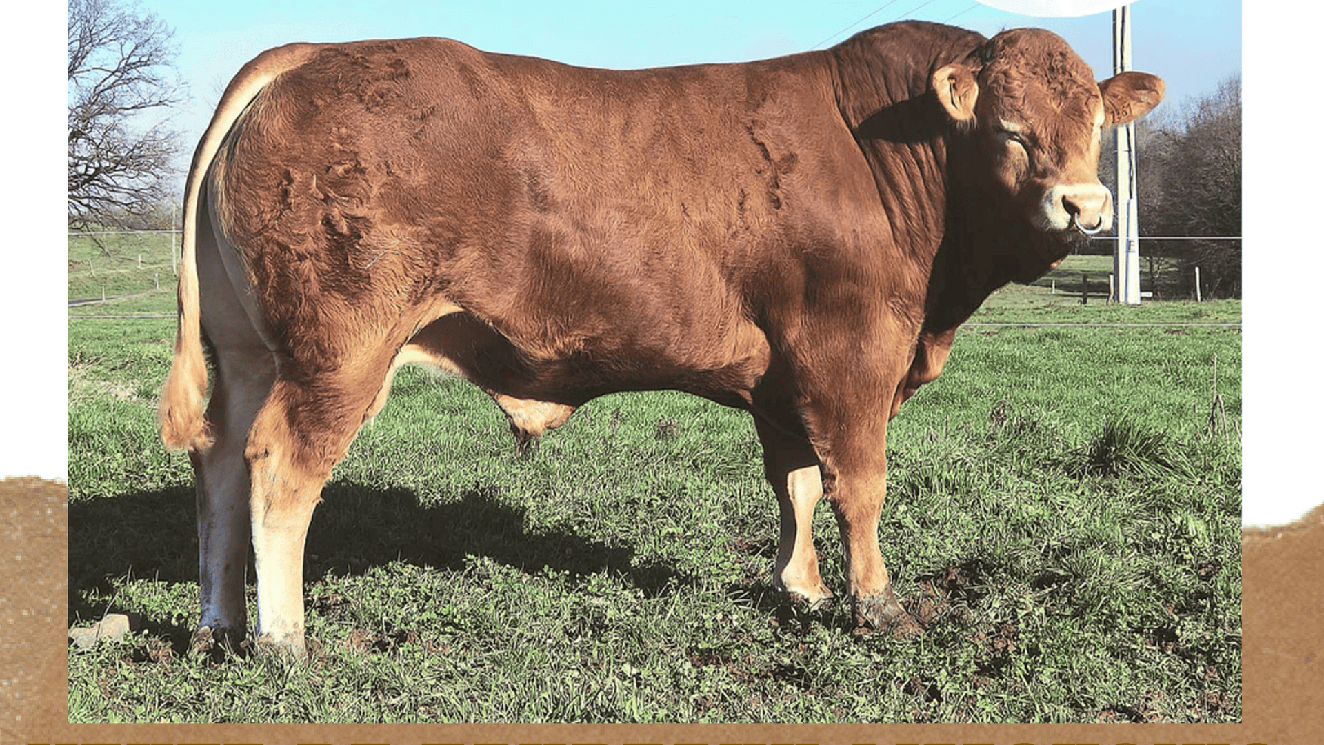 Vente de Taureaux reproducteurs Limousins le 16 février à Lacapelle Marival