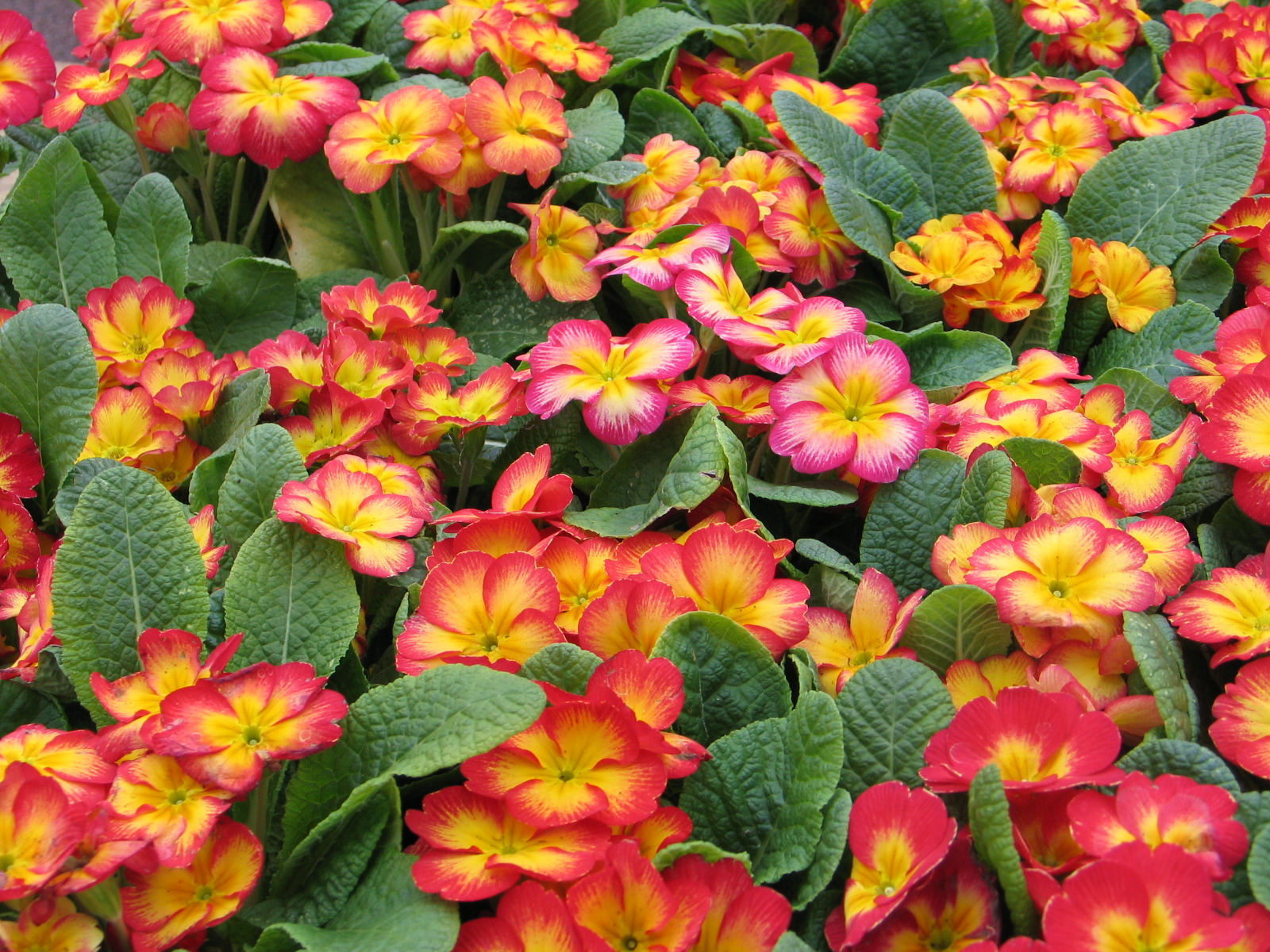 Jardinez avec la lune