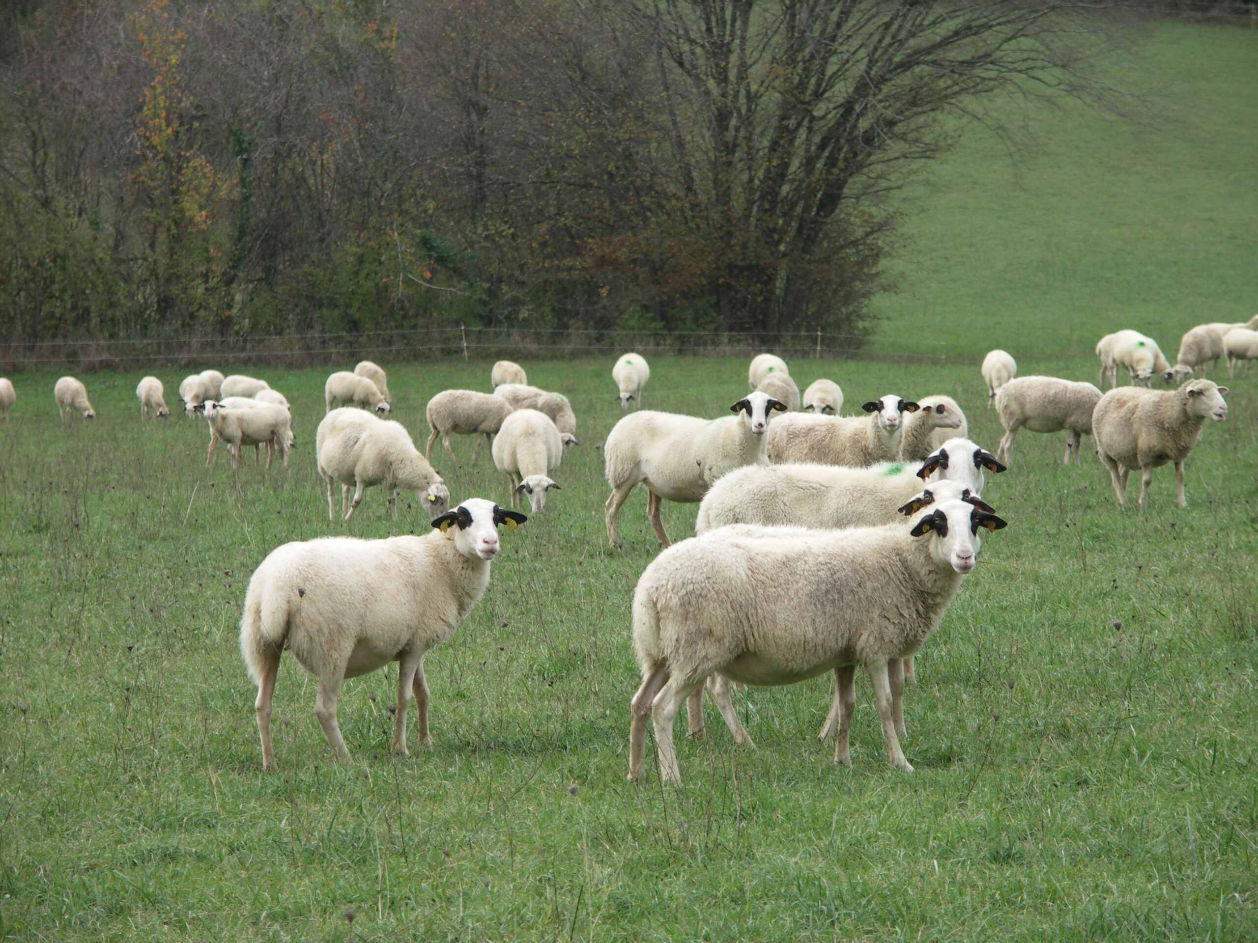 Télépac&nbsp;: Télédéclaration des aides animales 2024