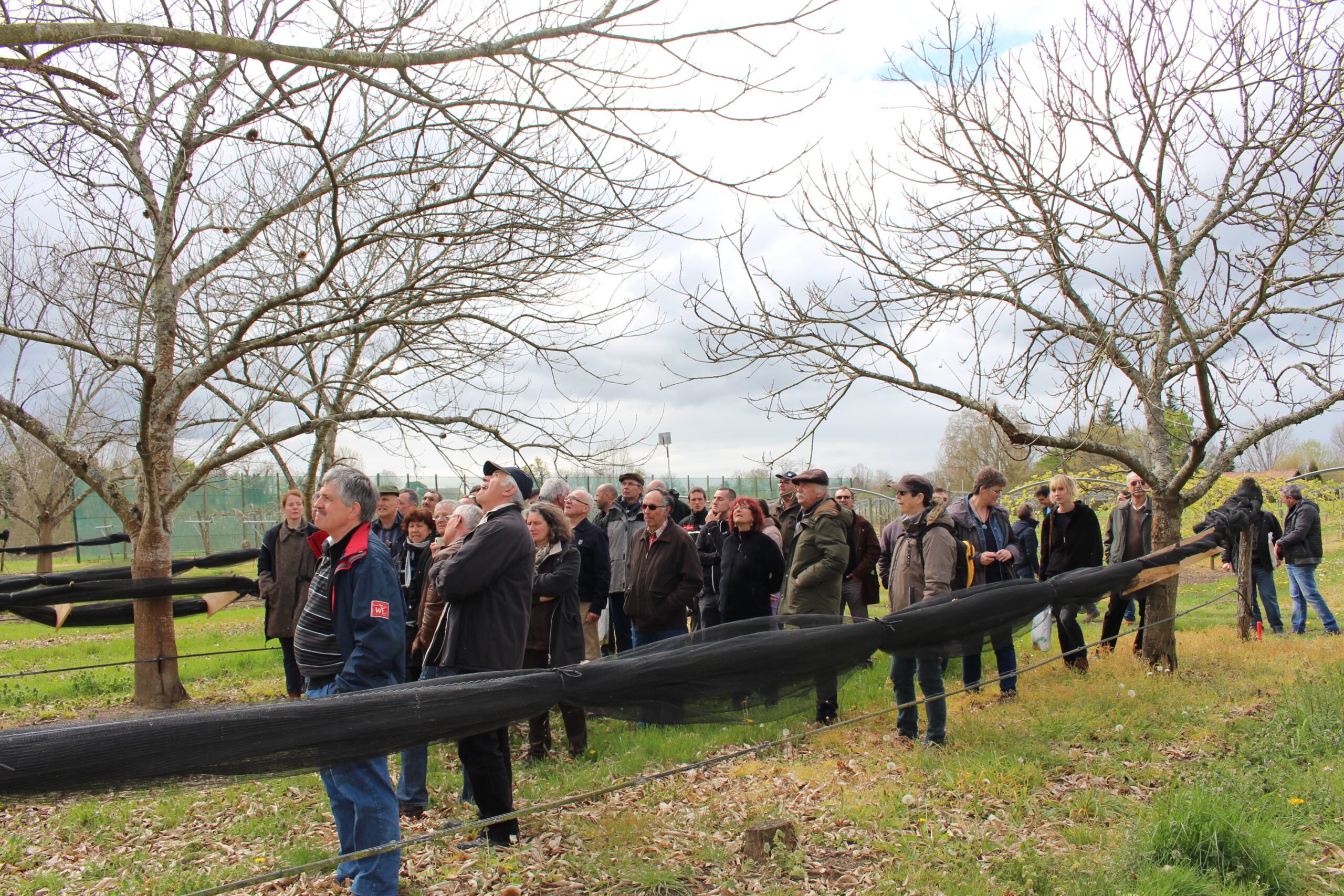 Développer un verger de châtaignier et viser le débouché de la transformation
