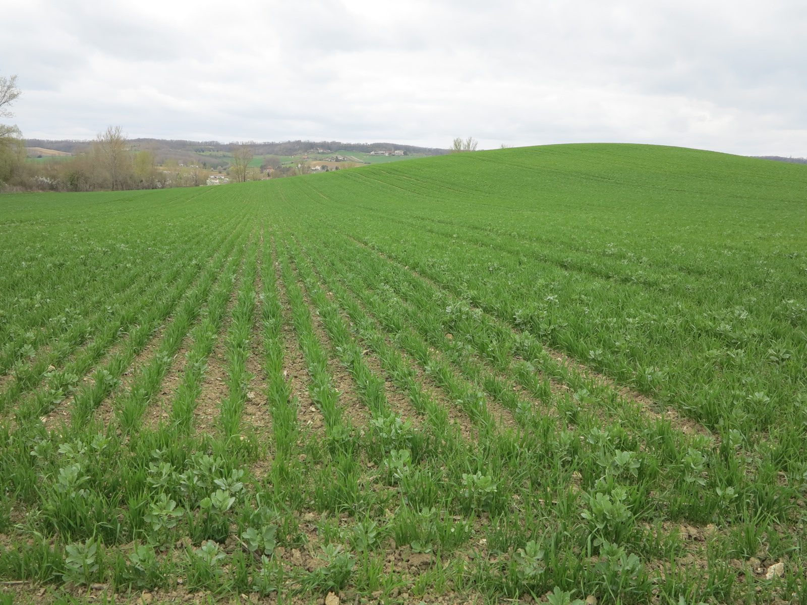 Marchés des Grandes Cultures Bio&nbsp;: Bilan et Perspectives 2024