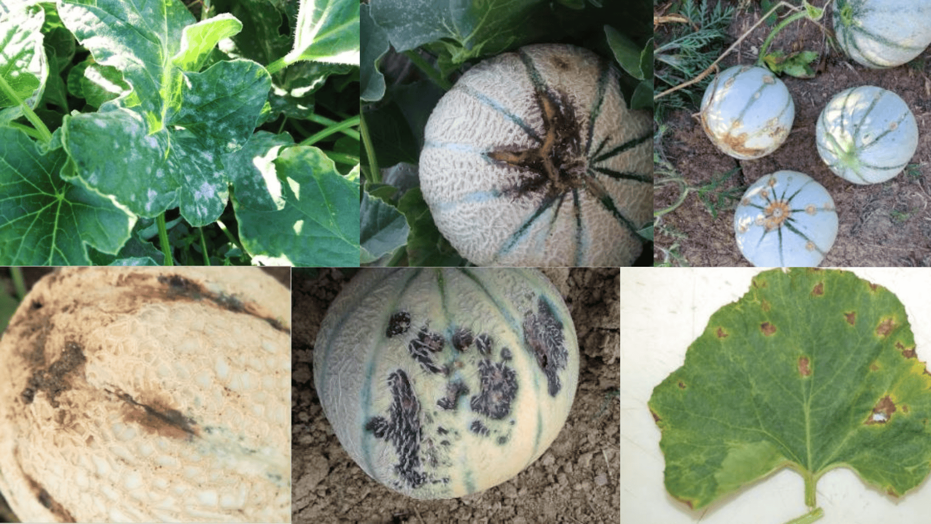 Bilan de saison melon 2023&nbsp;!