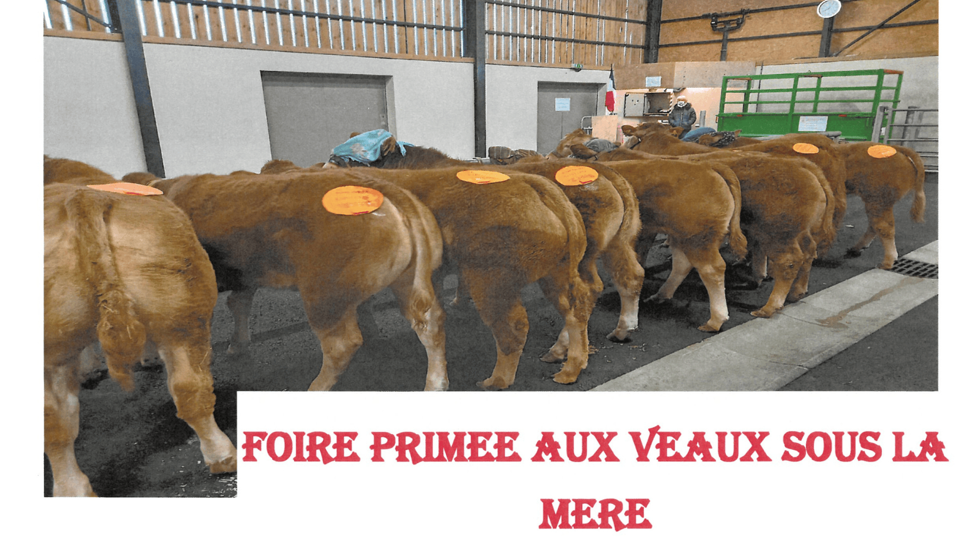 SAINT-CERE&nbsp;: Foire Primée aux Veaux Sous La Mère le 1er mars