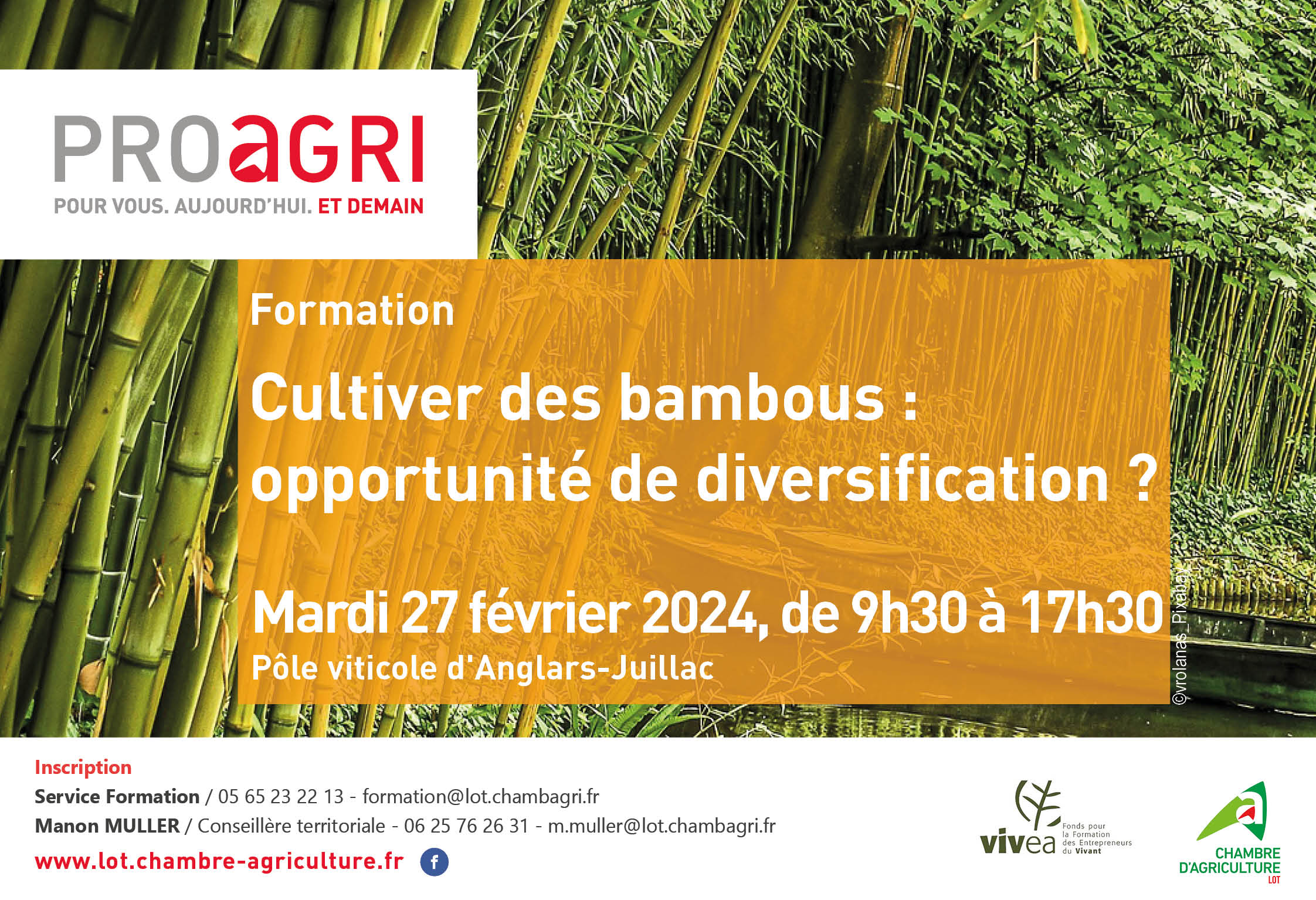 [FORMATION] Mardi 27 février&nbsp;: cultiver des bambous&nbsp;: opportunité de diversification&nbsp;?