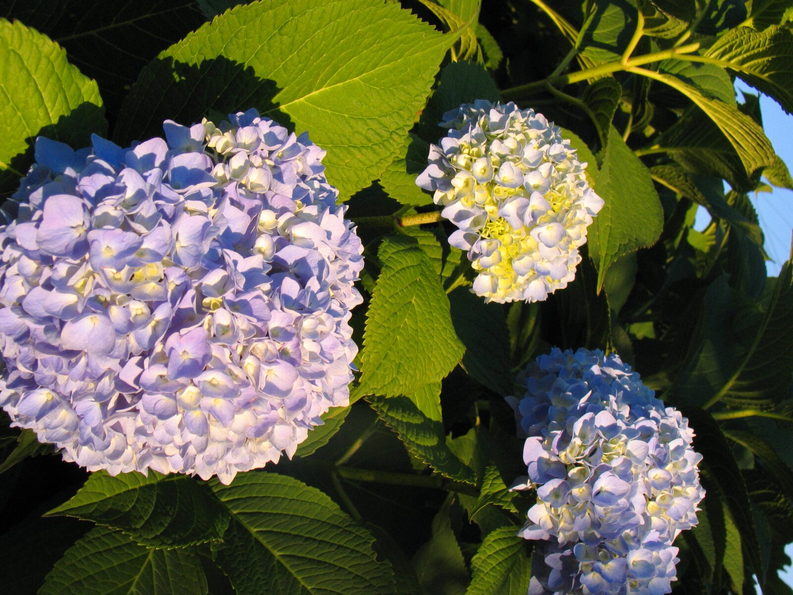 Jardinez avec la lune