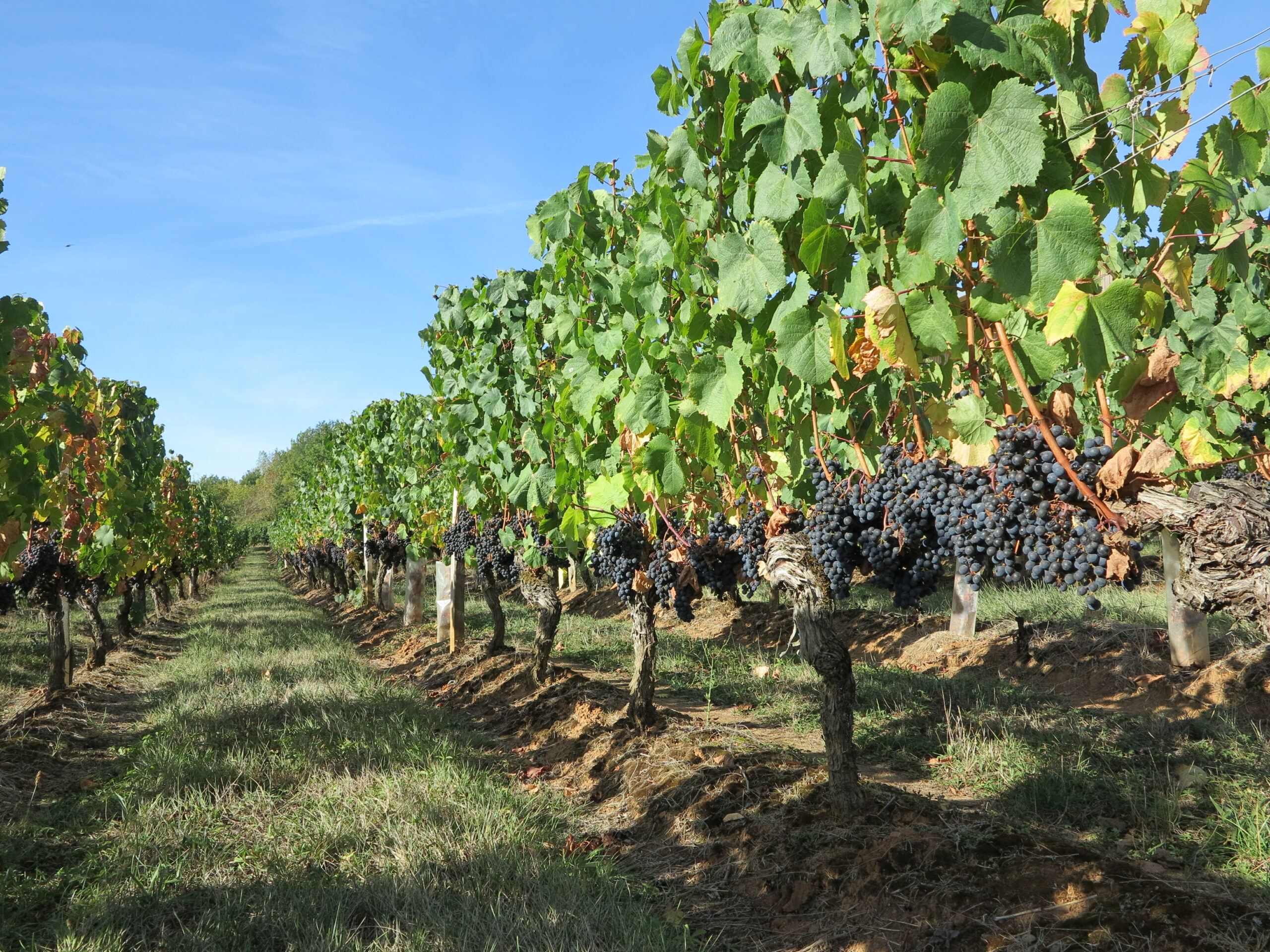 Fonds d’urgence pour soutenir les exploitations viticoles en difficulté jusqu&rsquo;au 8 mars 2024 inclus