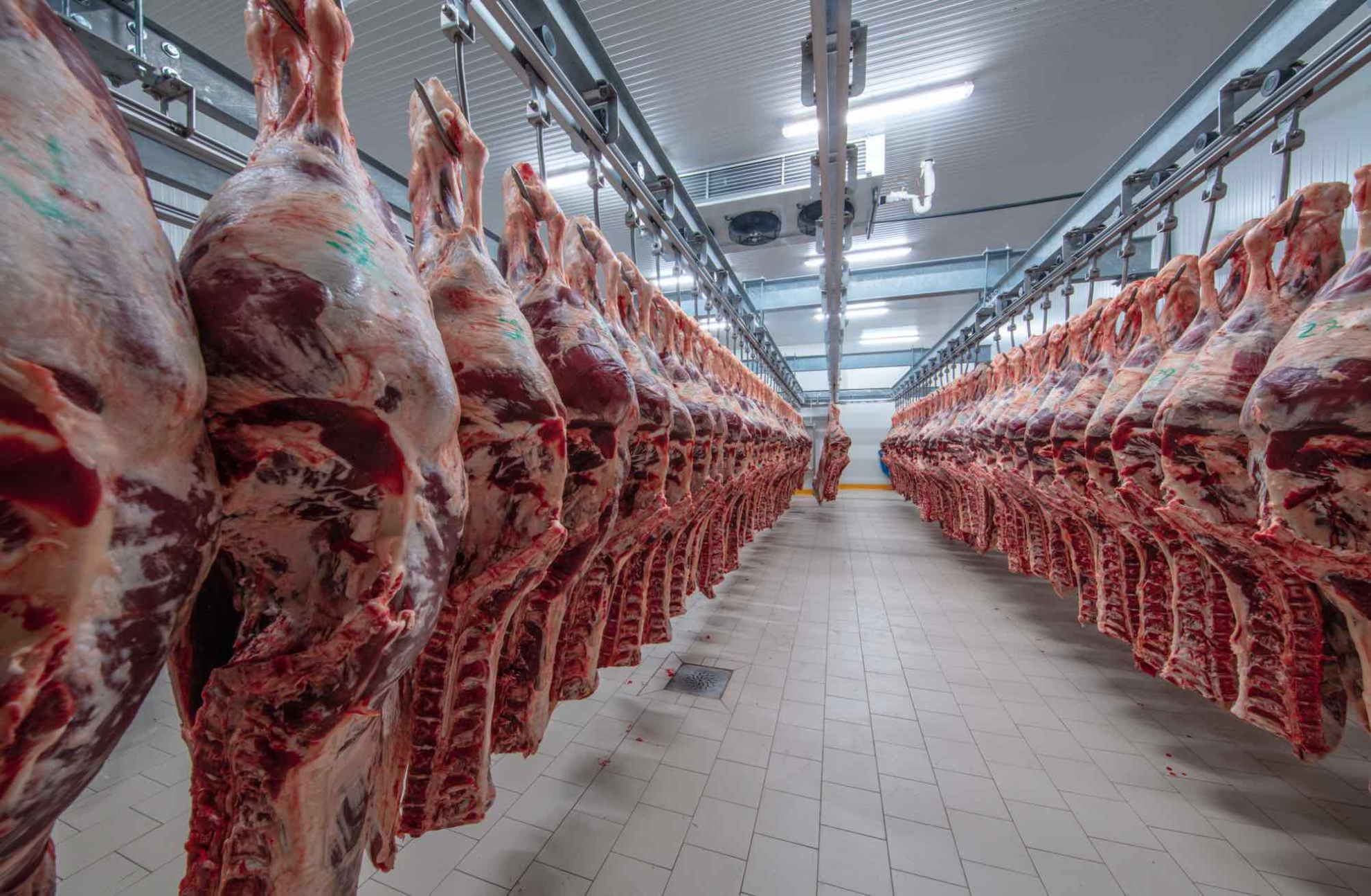 Interbev&nbsp;: Accédez à vos données d’abattage et aux informations de la filière Elevage et Viande