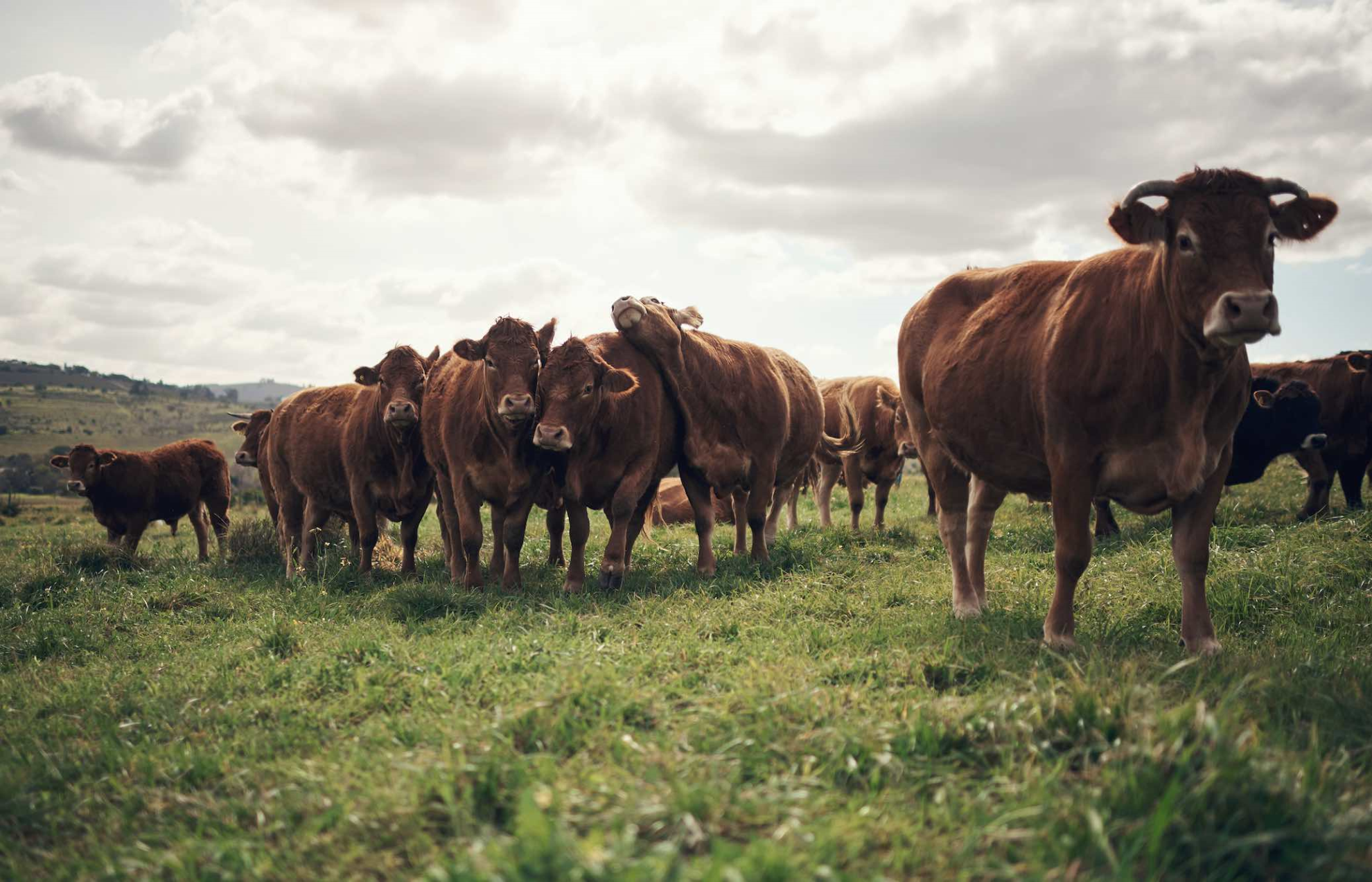 La transition écologique des élevages sous conditions