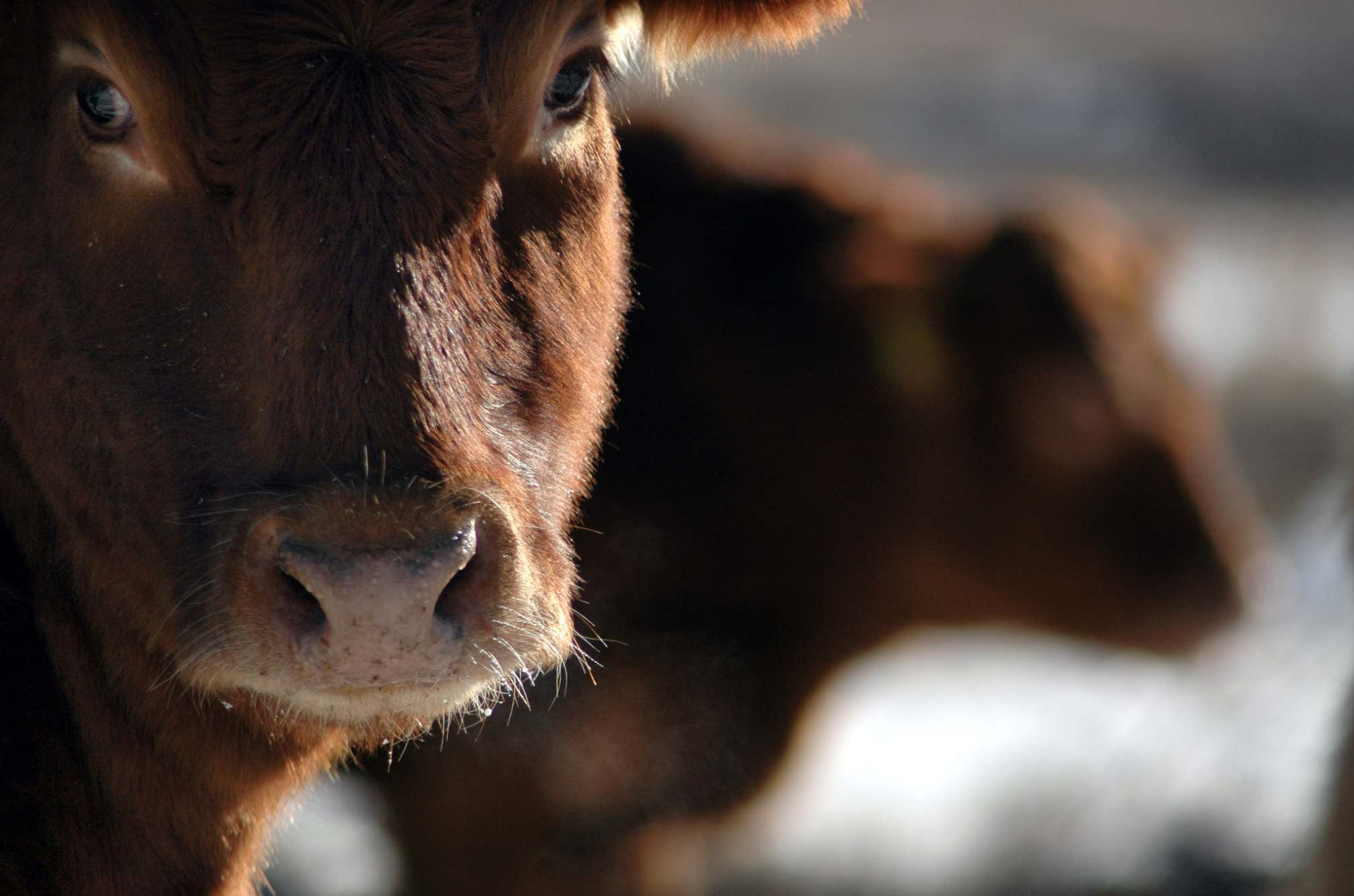 La viande bovine française en assez bonne santé