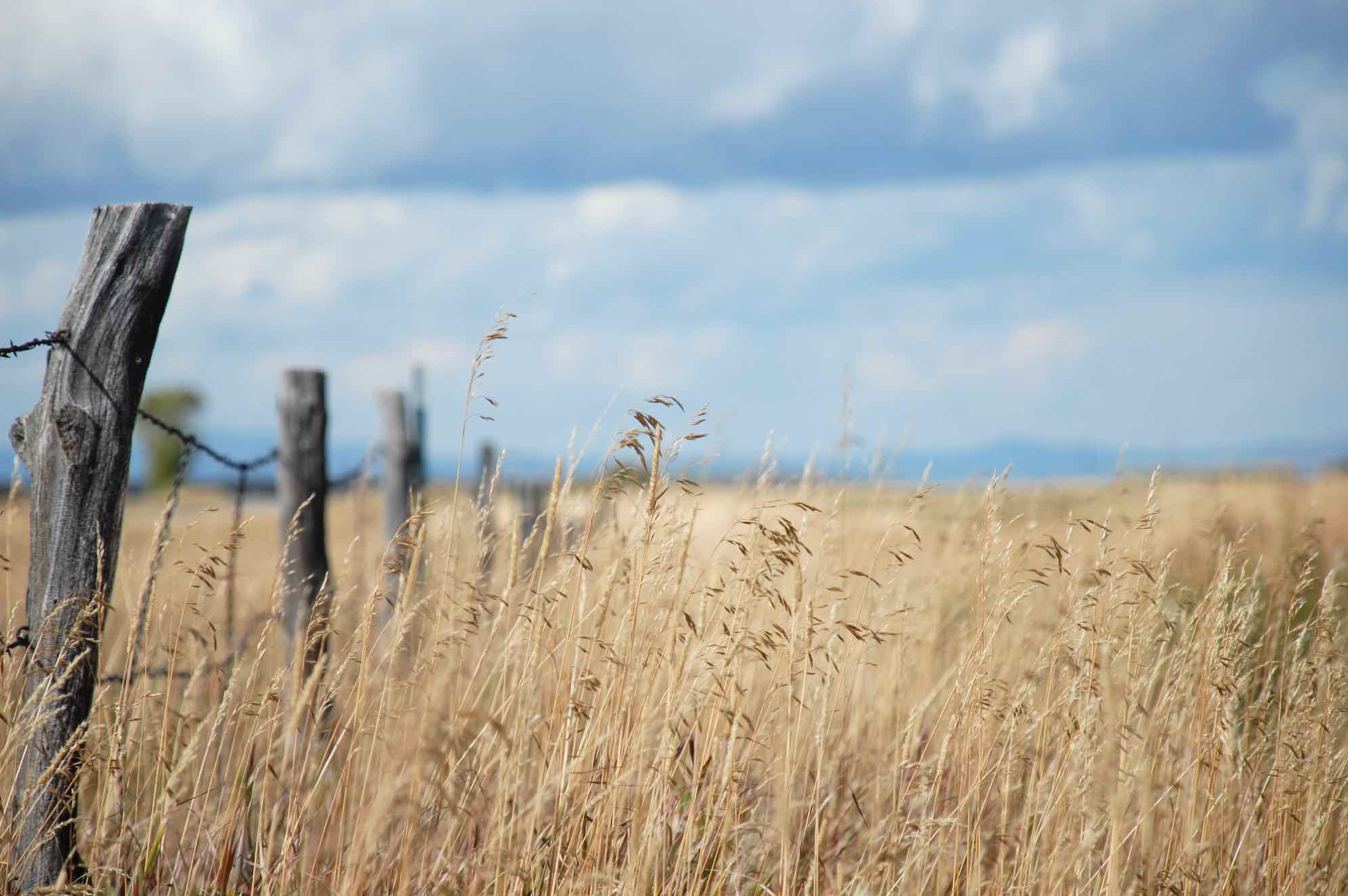 PAC&nbsp;: La dérogation sur les jachères officiellement adoptée