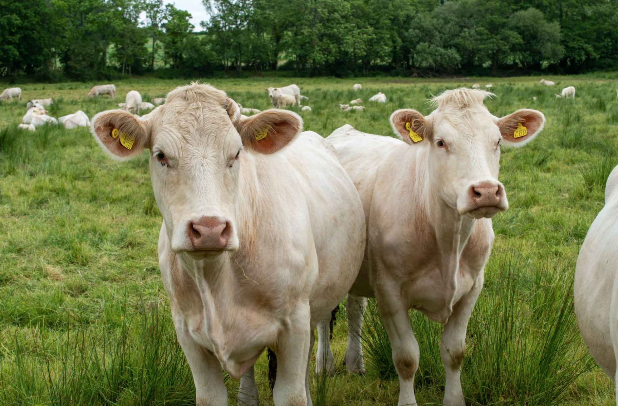 Les exportations de broutards en baisse