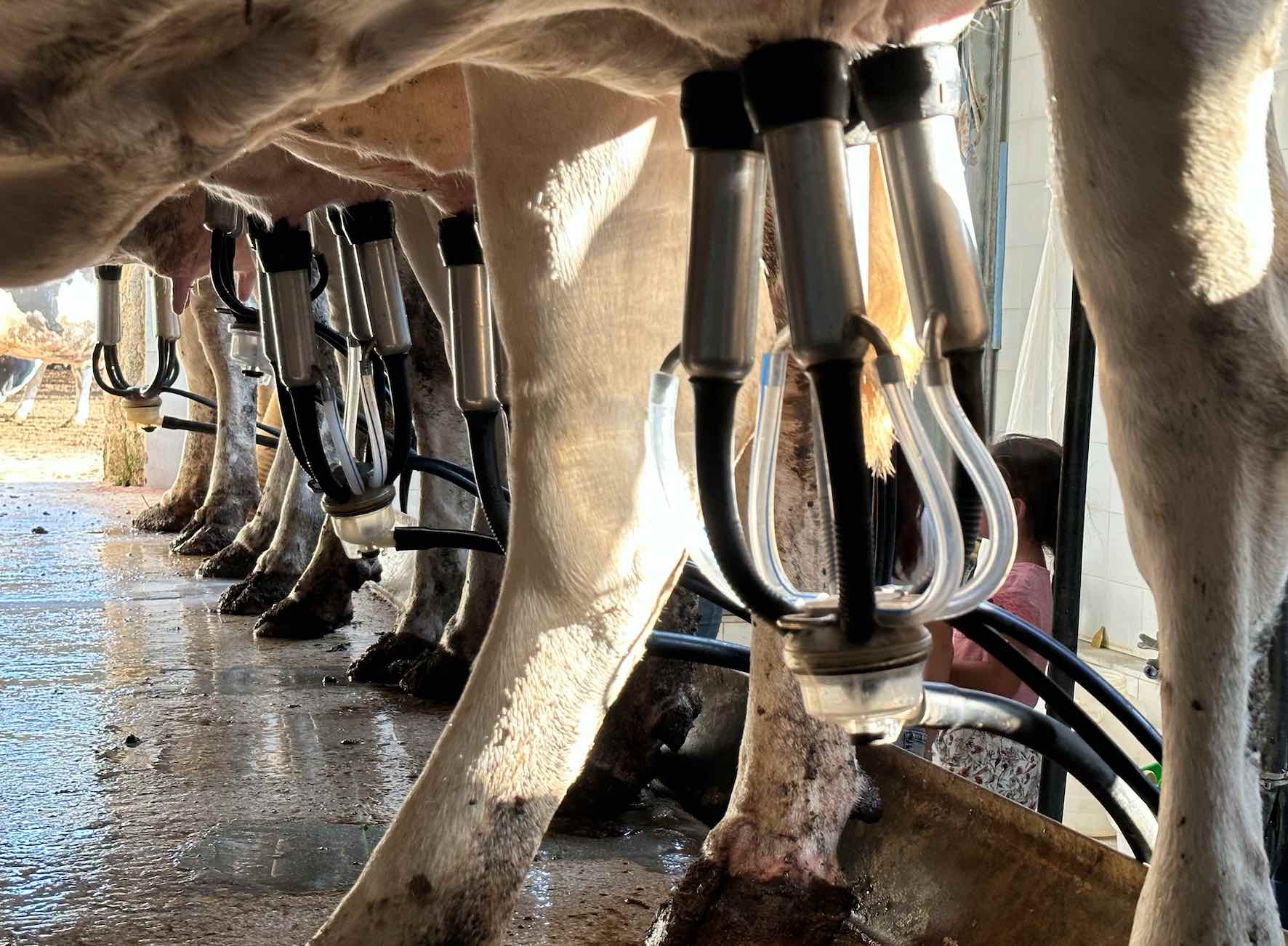 Lait de vache&nbsp;: la collecte reprend en conventionnel