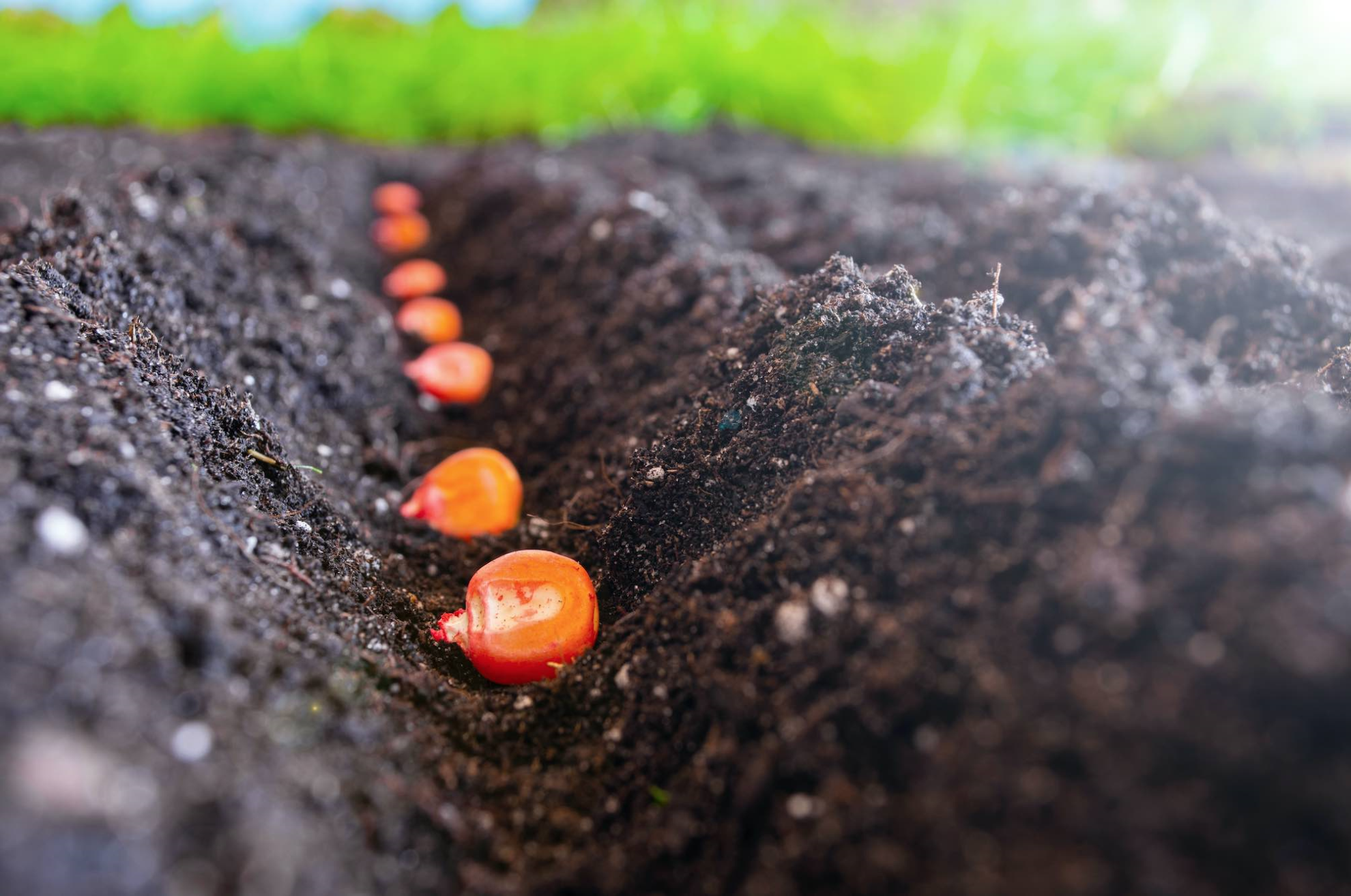 Semences&nbsp;: un bon bilan mais fragile