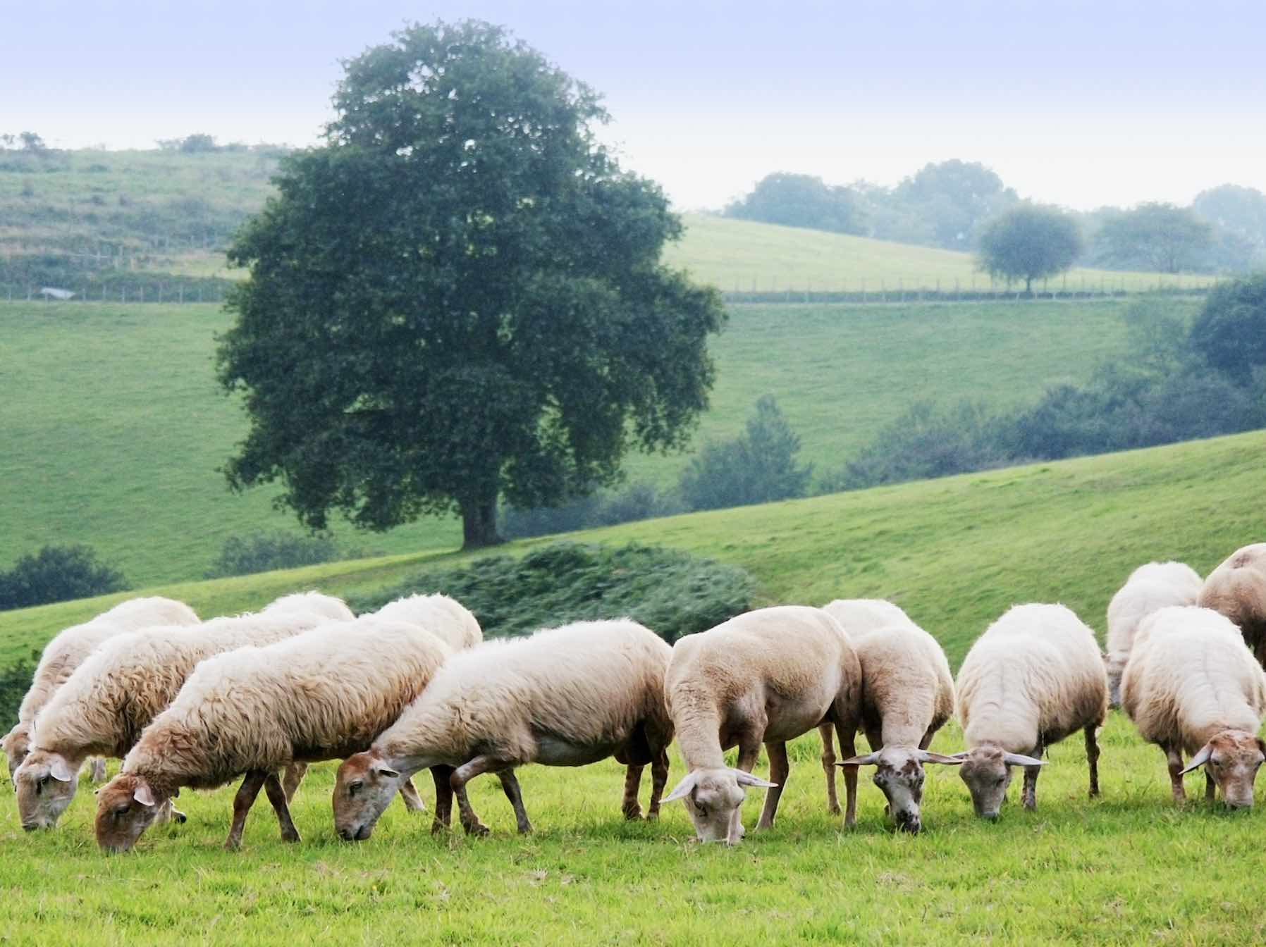 Des revenus en baisse malgré des cotations record