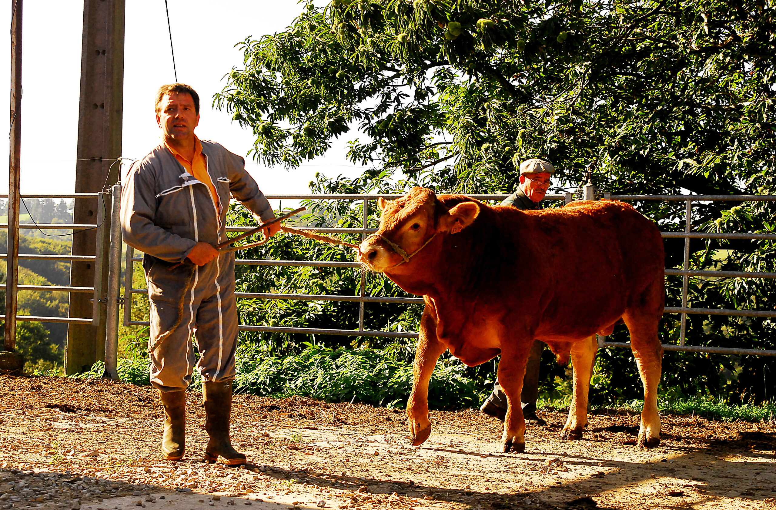 Annonces Gouvernementales&nbsp;: Un Tournant pour l&rsquo;Élevage