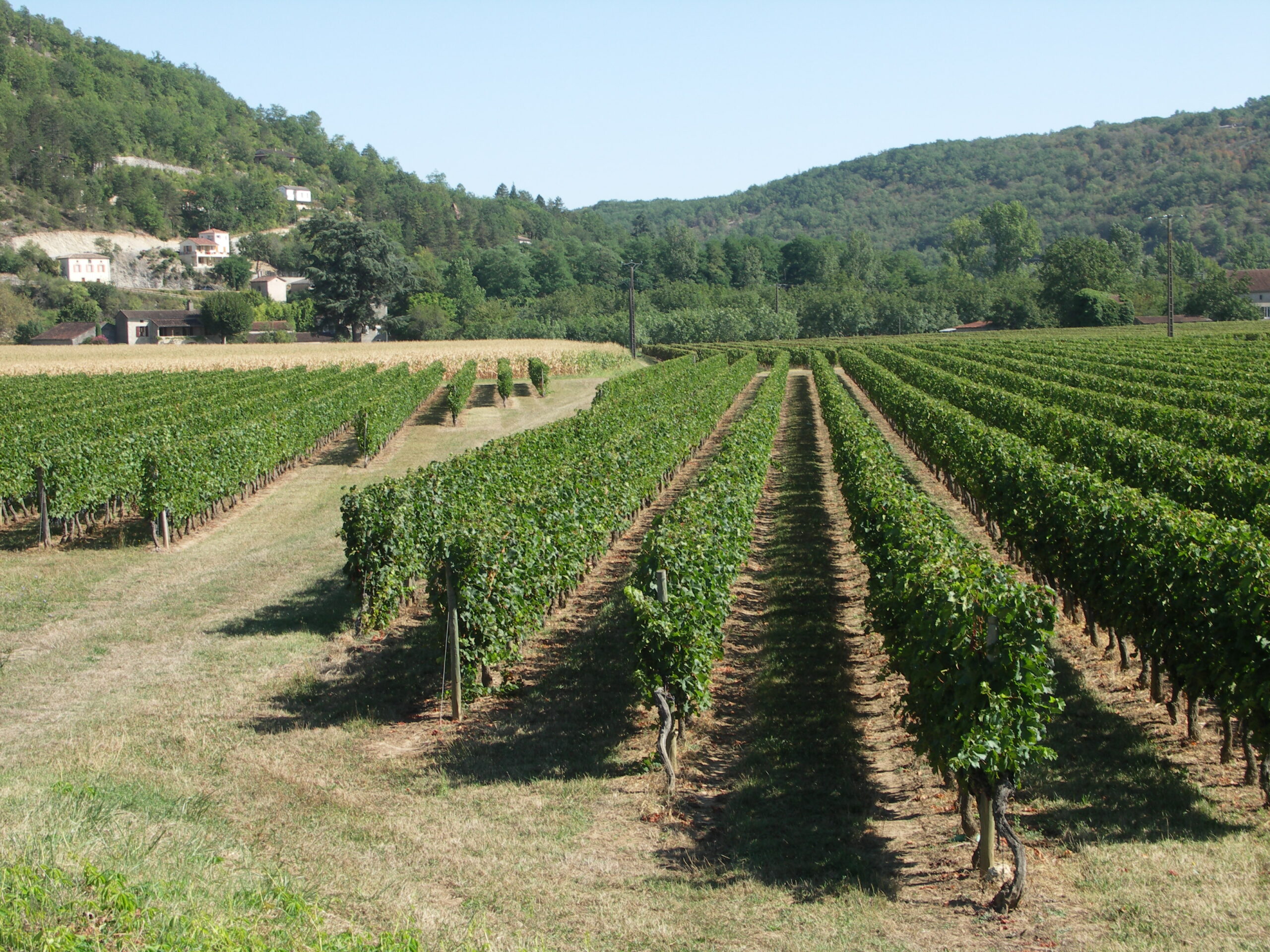 Restructuration du vignoble 2024/2025