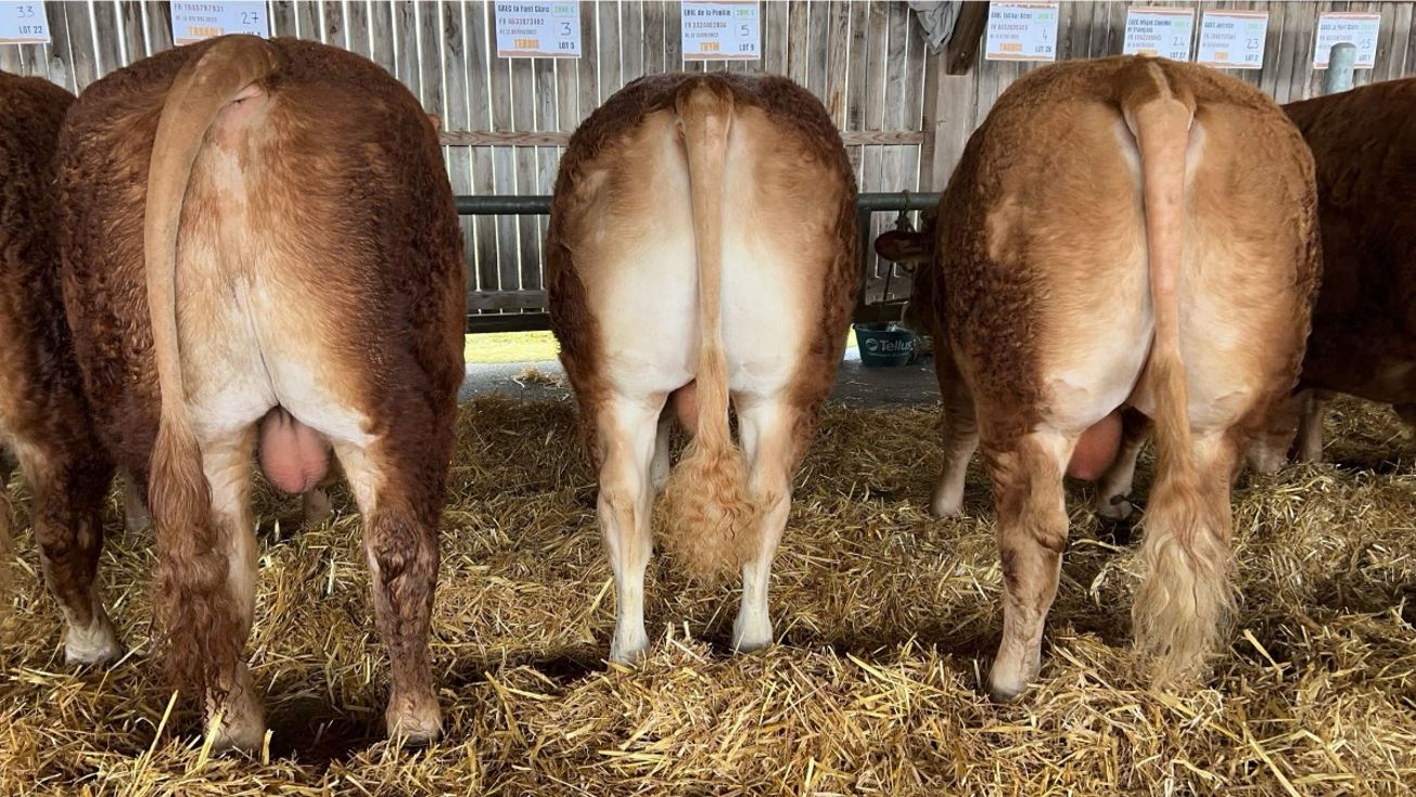 Une belle vente de taureaux pour Capel Bovidoc