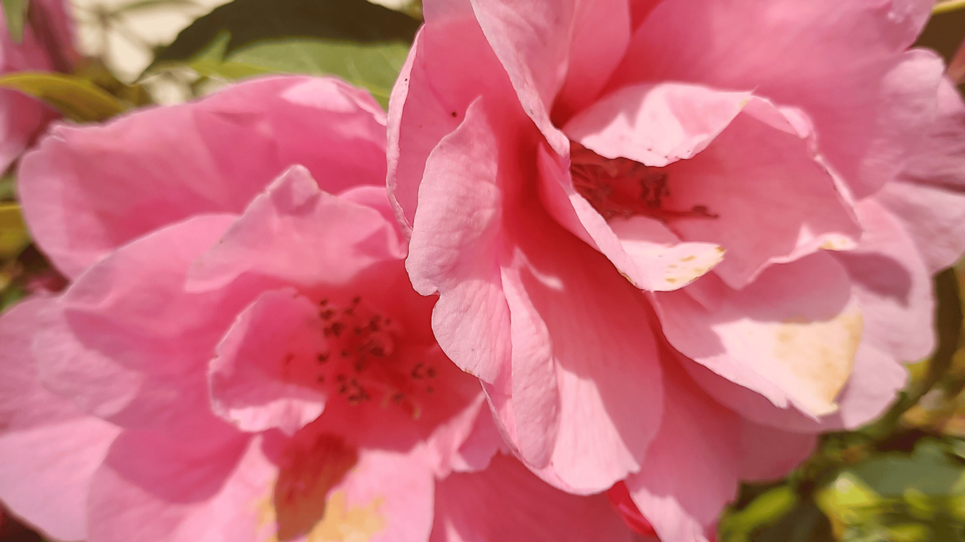 Jardinez avec la lune