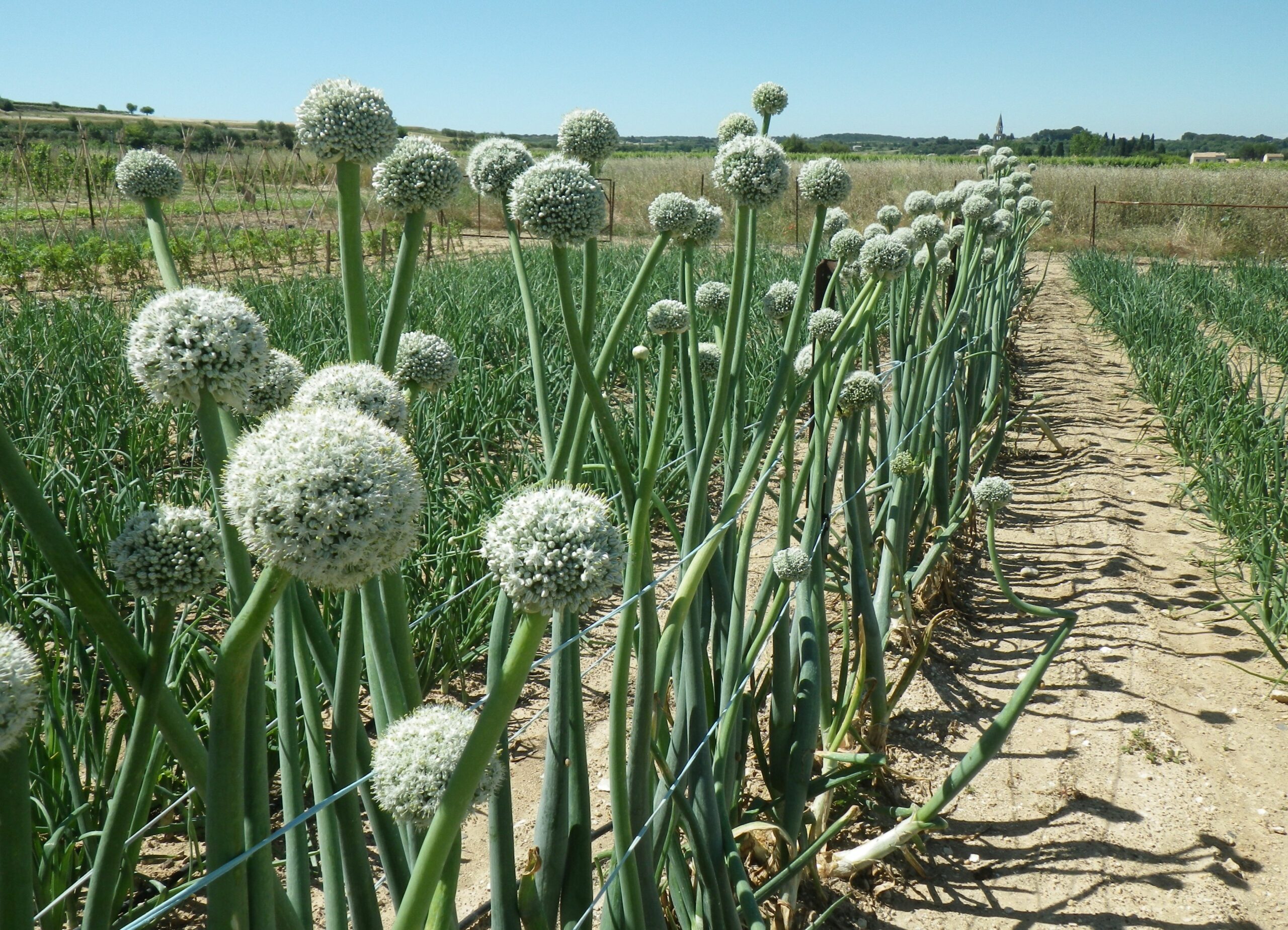 Syndicat des multiplicateurs de semences&nbsp;: Bilan de l’année 2023