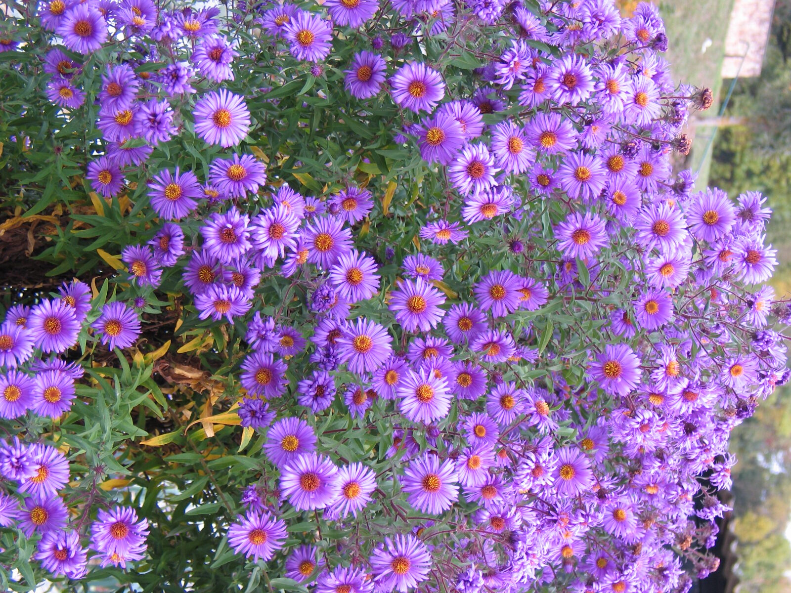 Jardinez avec la lune