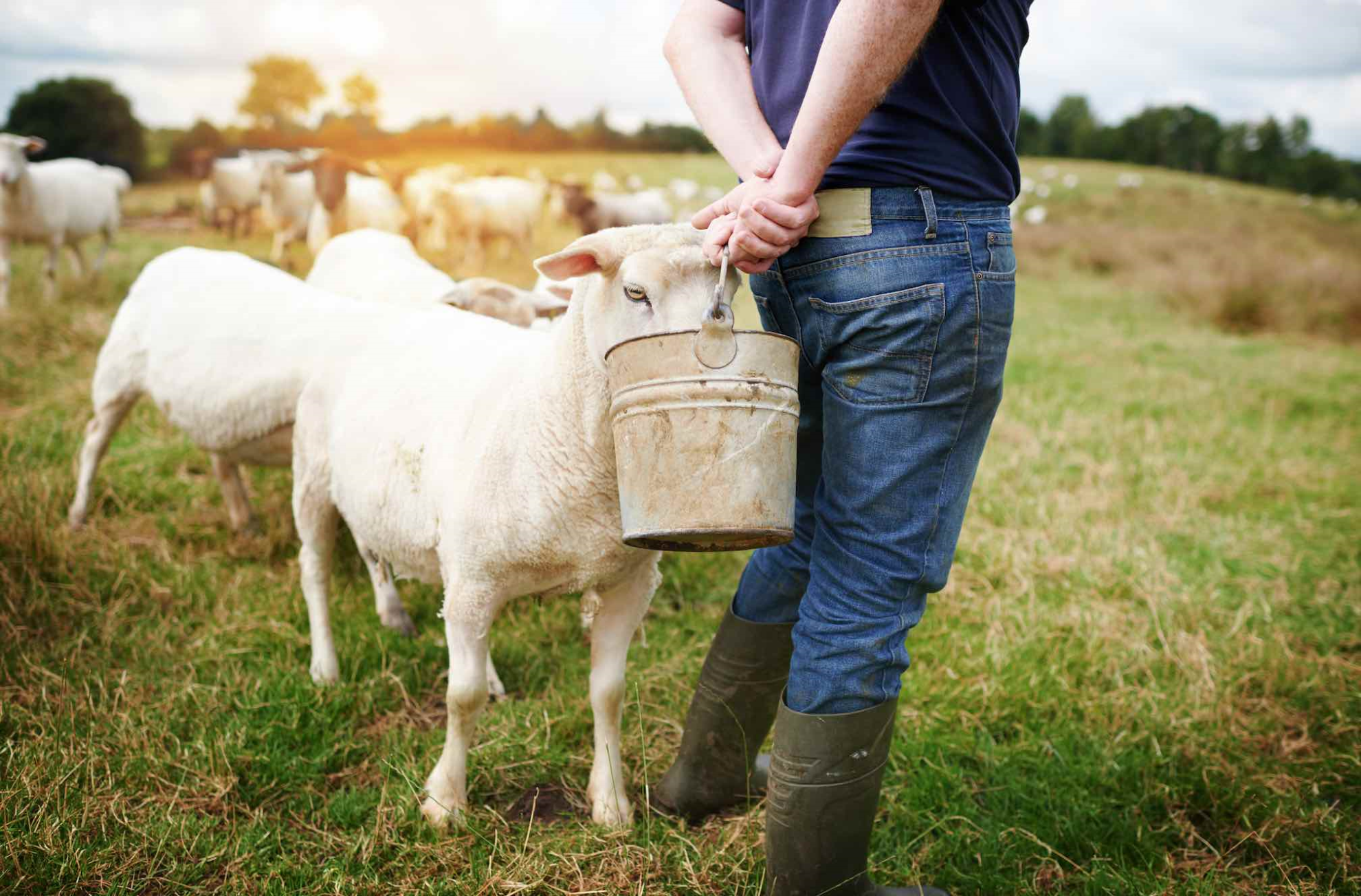 Le renouvellement des générations, priorité ovine