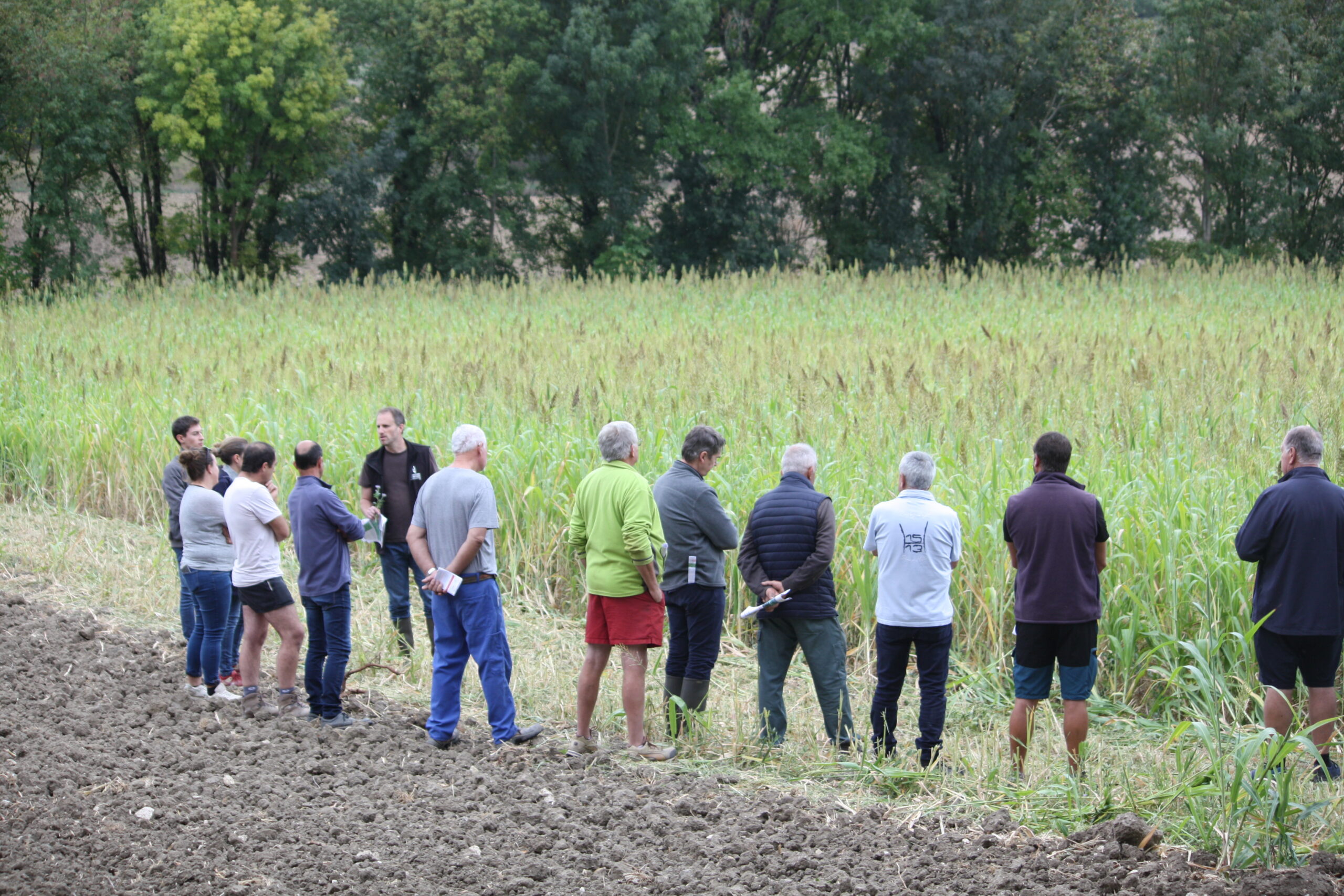 Fédération Régionale des Chasseurs d&rsquo;Occitanie&nbsp;: Le couvert d’interculture «&nbsp;multi-saison&nbsp;», une action innovante