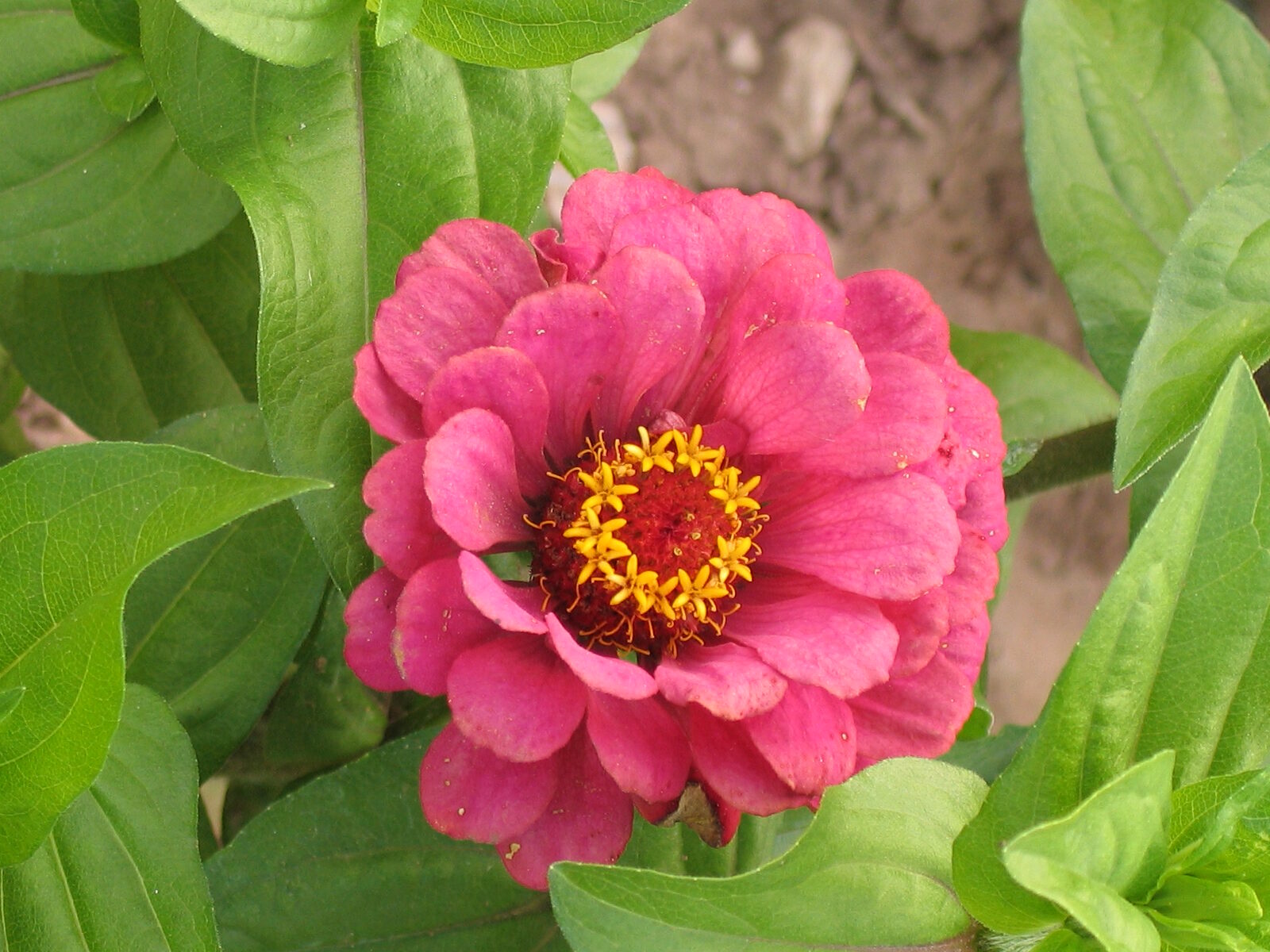 Jardinez avec la lune