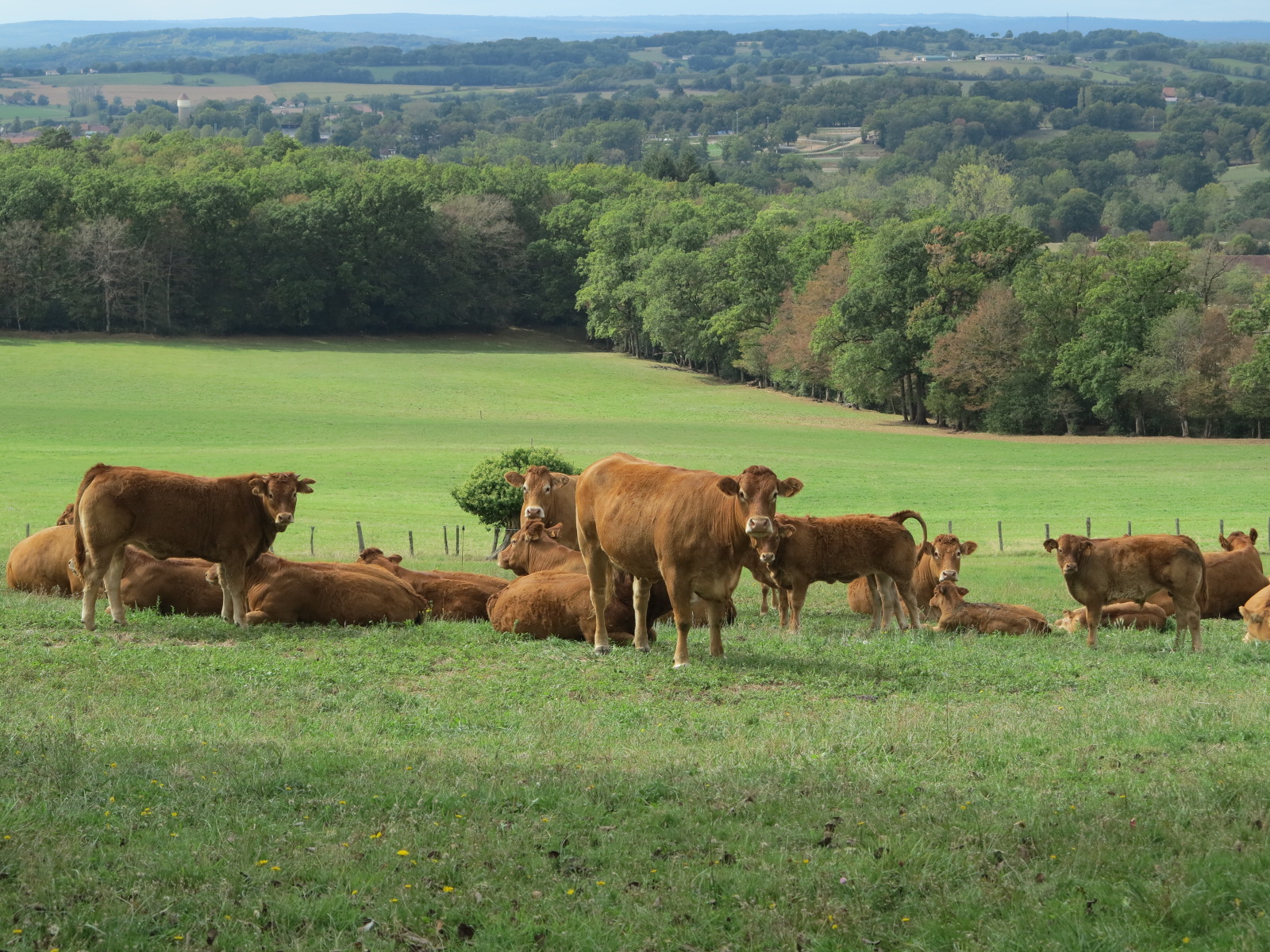Massif central Préparer l’élevage herbager pour 2040