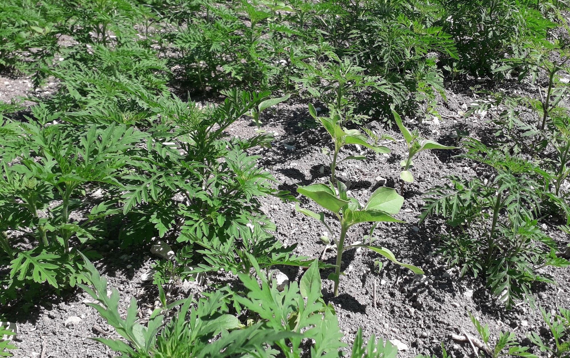 Prévenir et gérer l’ambroisie en tournesol&nbsp;!