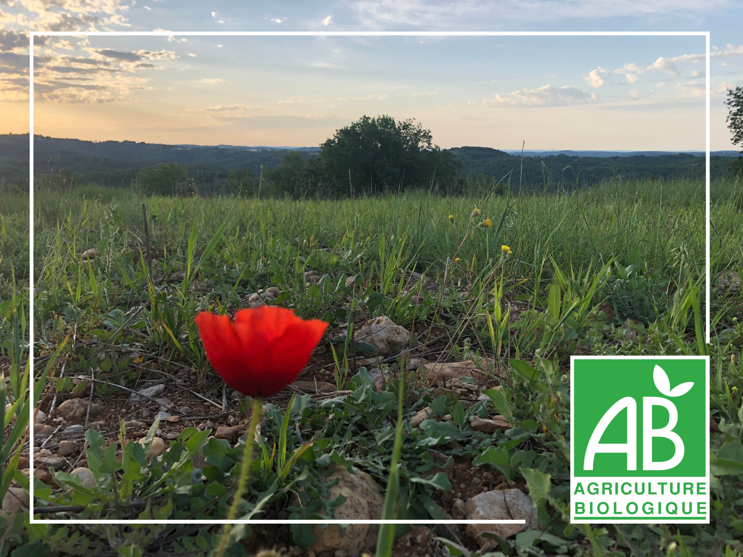La filière bovine biologique dans le Lot&nbsp;: Mardi 3 décembre à Saint-Céré
