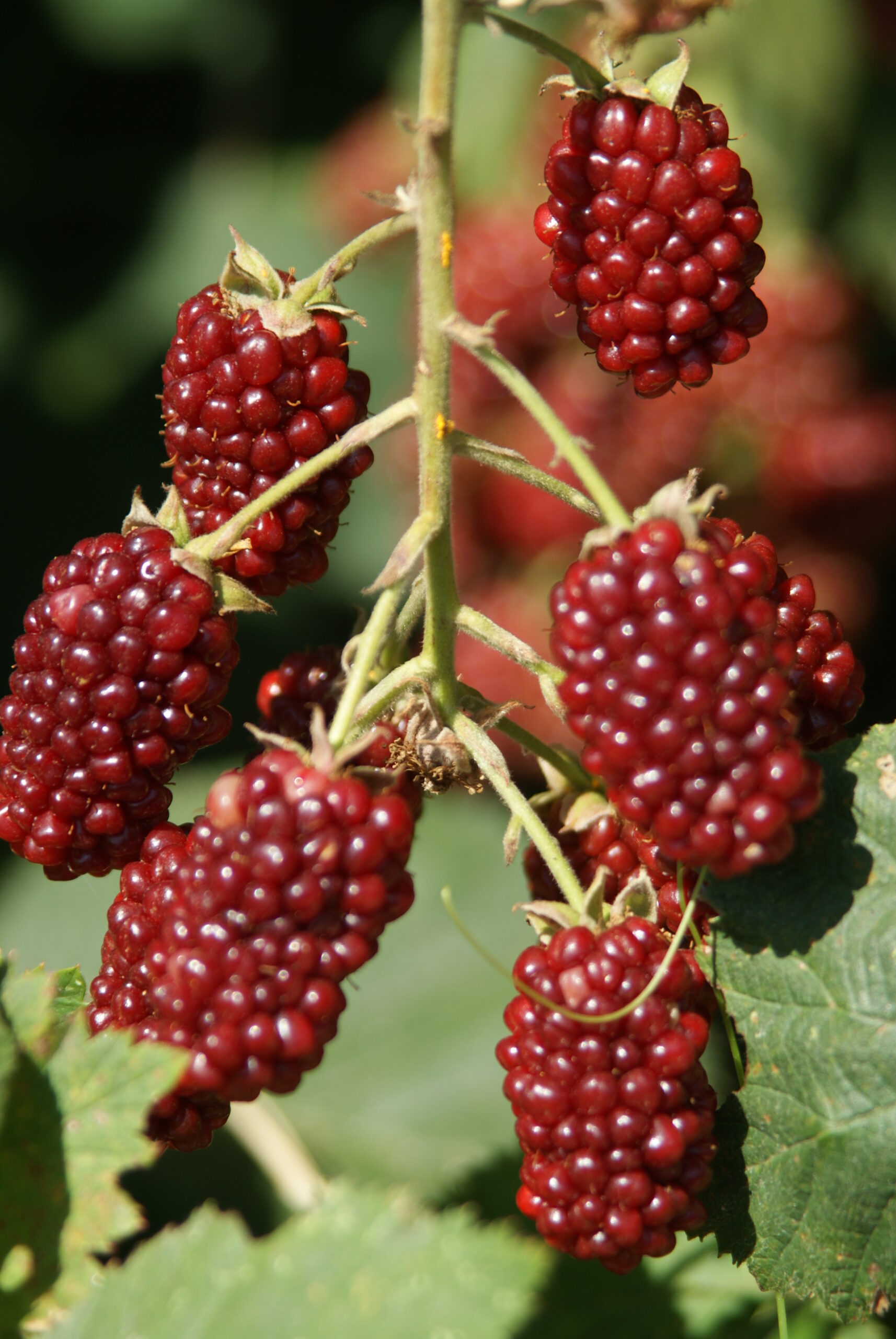 Jardinez avec la lune