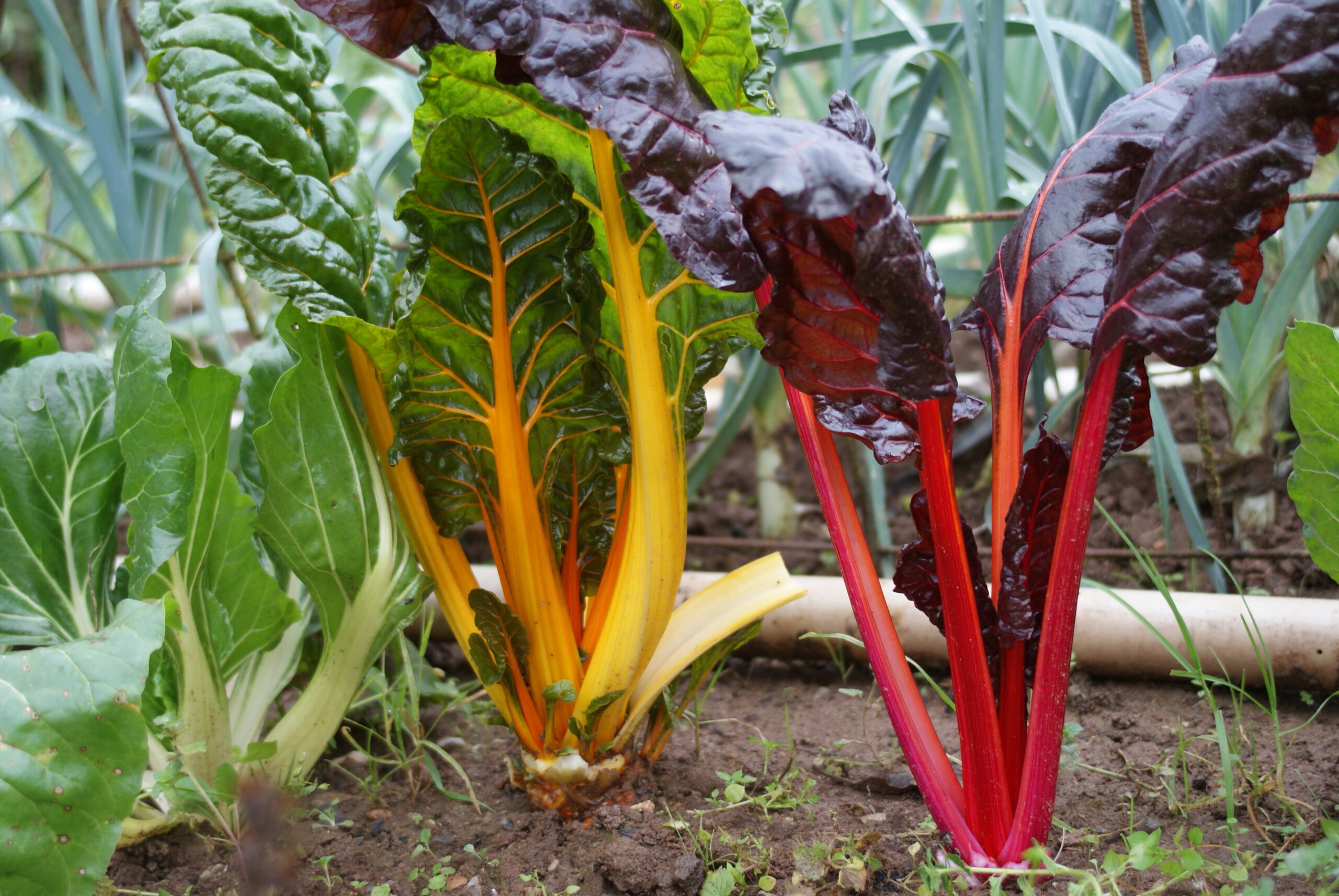 Jardinez avec la lune
