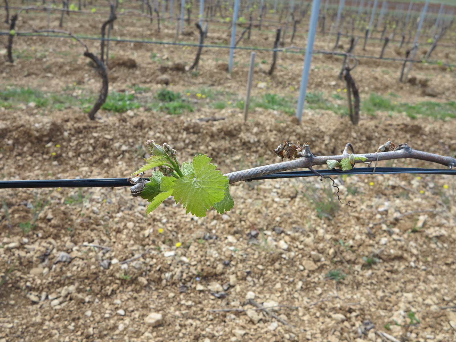 Gelées tardives du 18 au 23 avril&nbsp;: De très gros dégâts sur les vignes et les arbres fruitiers