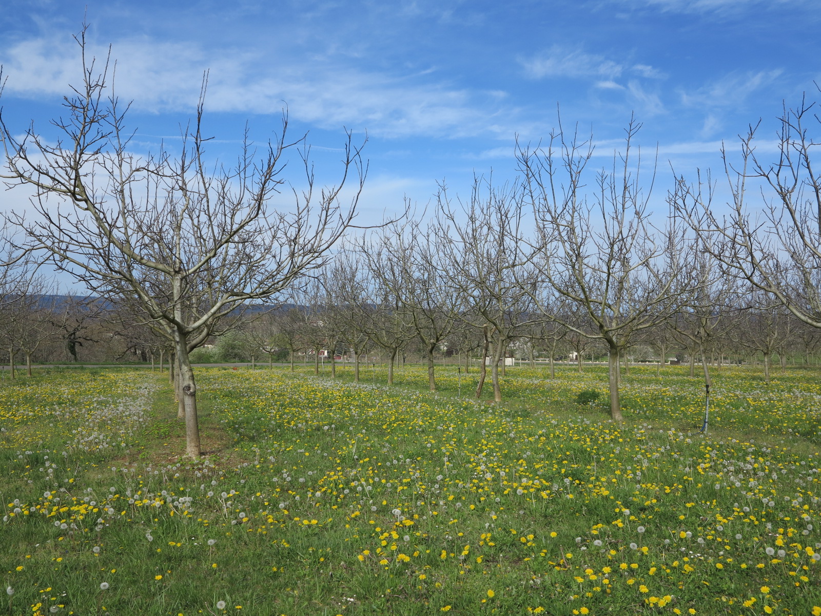 Conseil Régional Occitanie&nbsp;: Evolution des aides à la plantation