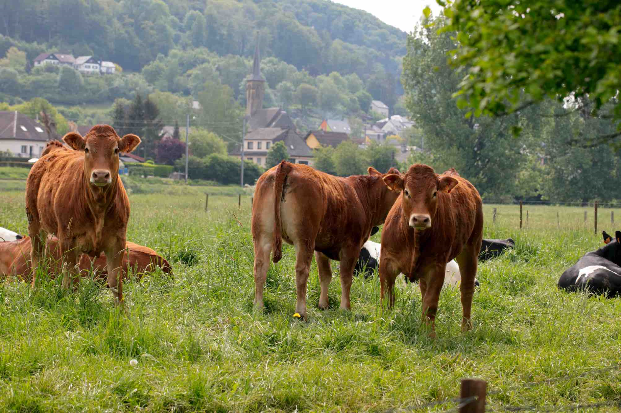 Dermatose nodulaire contagieuse (DNC)&nbsp;: FNSEA / JA / FNB / FNPL / CDAF / LCA actent les décisions prises par l’Etat devant les membres du CNOPSAV Animal face à cette épizootie