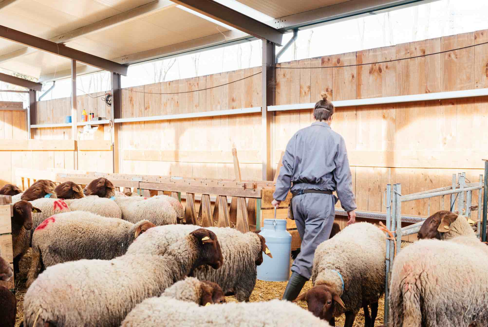 L’agneau français à 9 €/kg malgré la concurrence océanienne