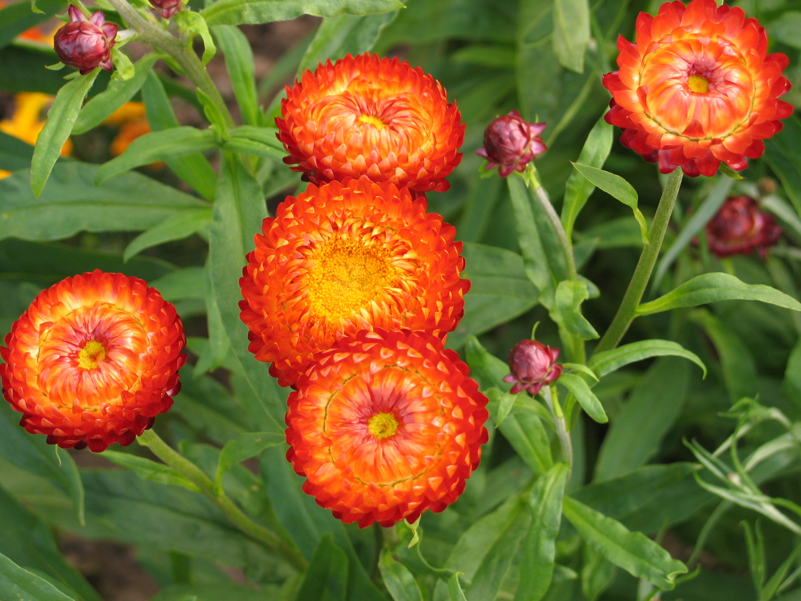 Jardinez avec la lune