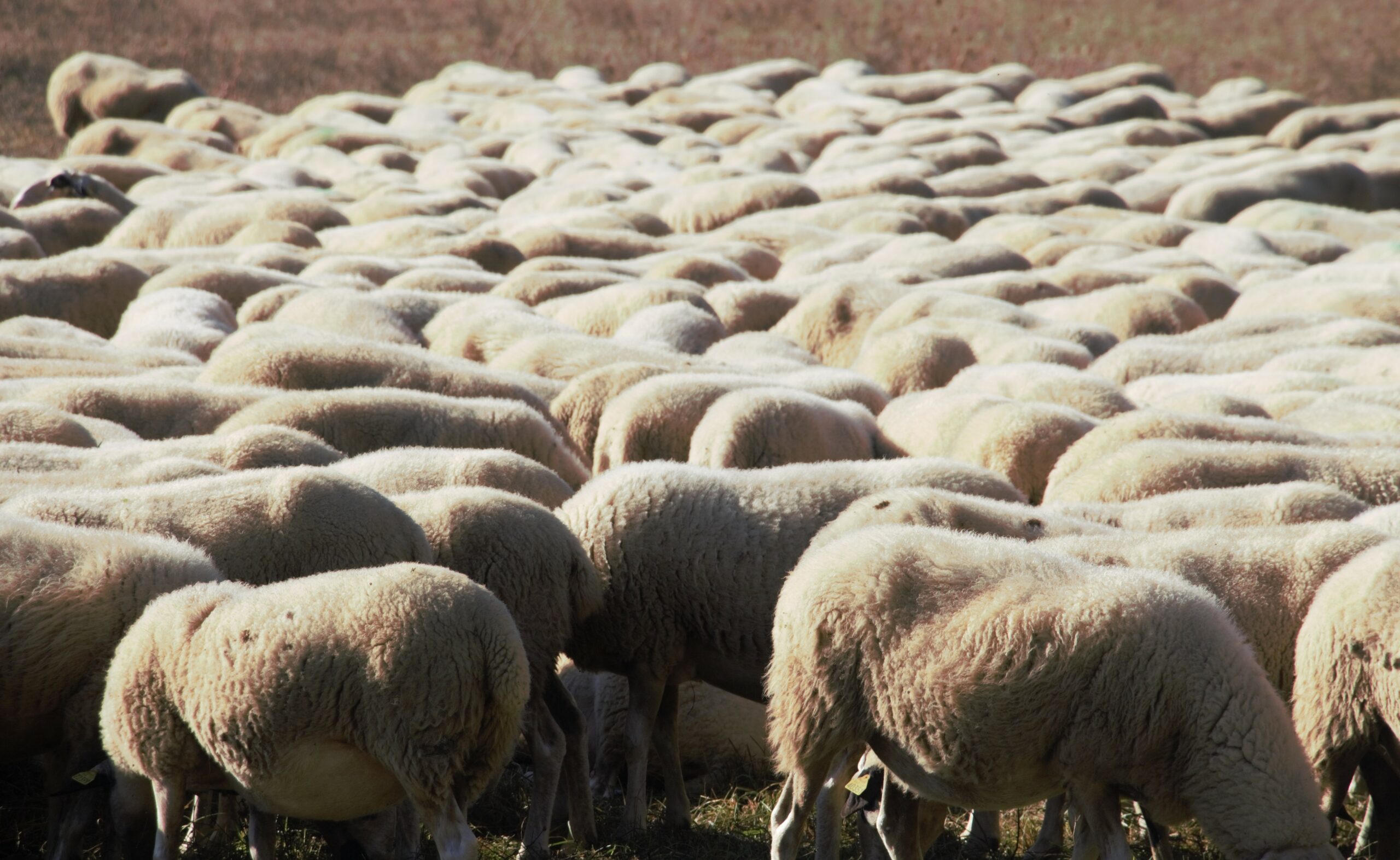 ÉVENEMENT – LES CAUSSERIES – TISSE MOI UN MOUTON