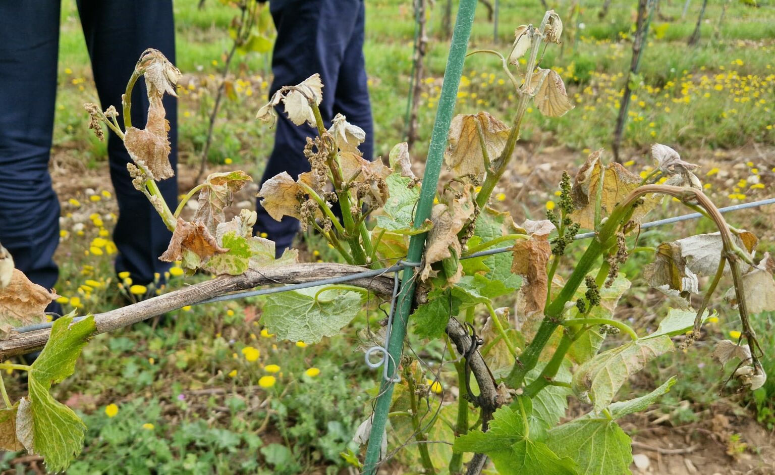 Les syndicats viticoles tirent la sonnette d’alarme&nbsp;! 