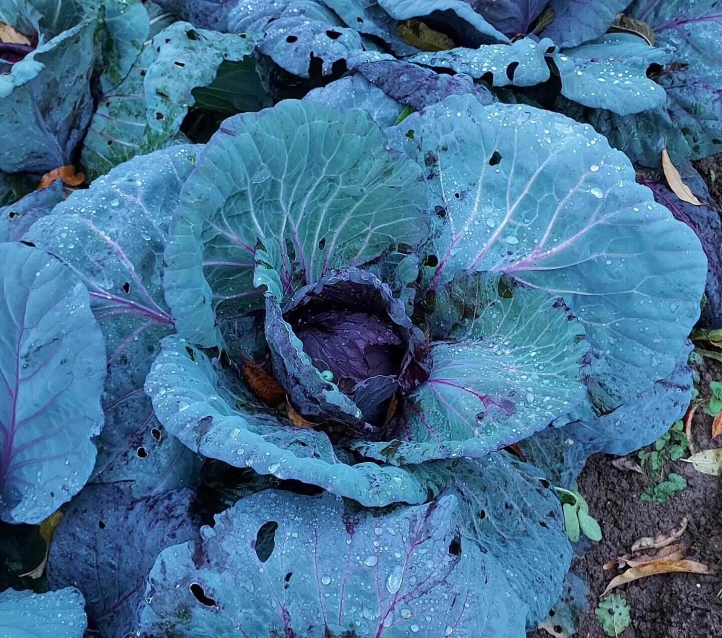 Jardinez avec la lune
