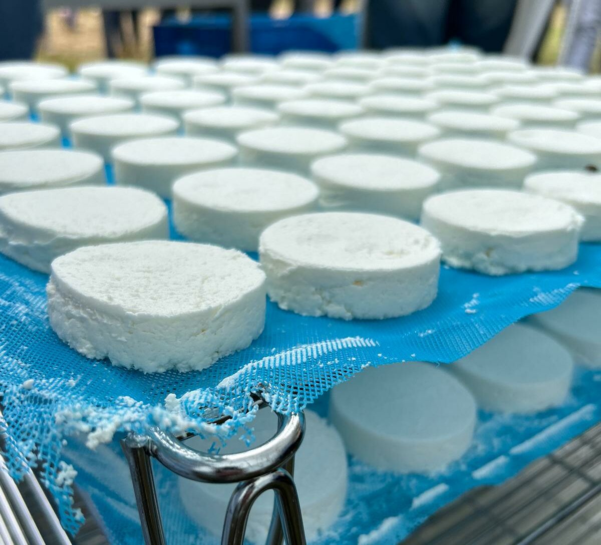 Produits laitiers&nbsp;: une grande diversité microbienne