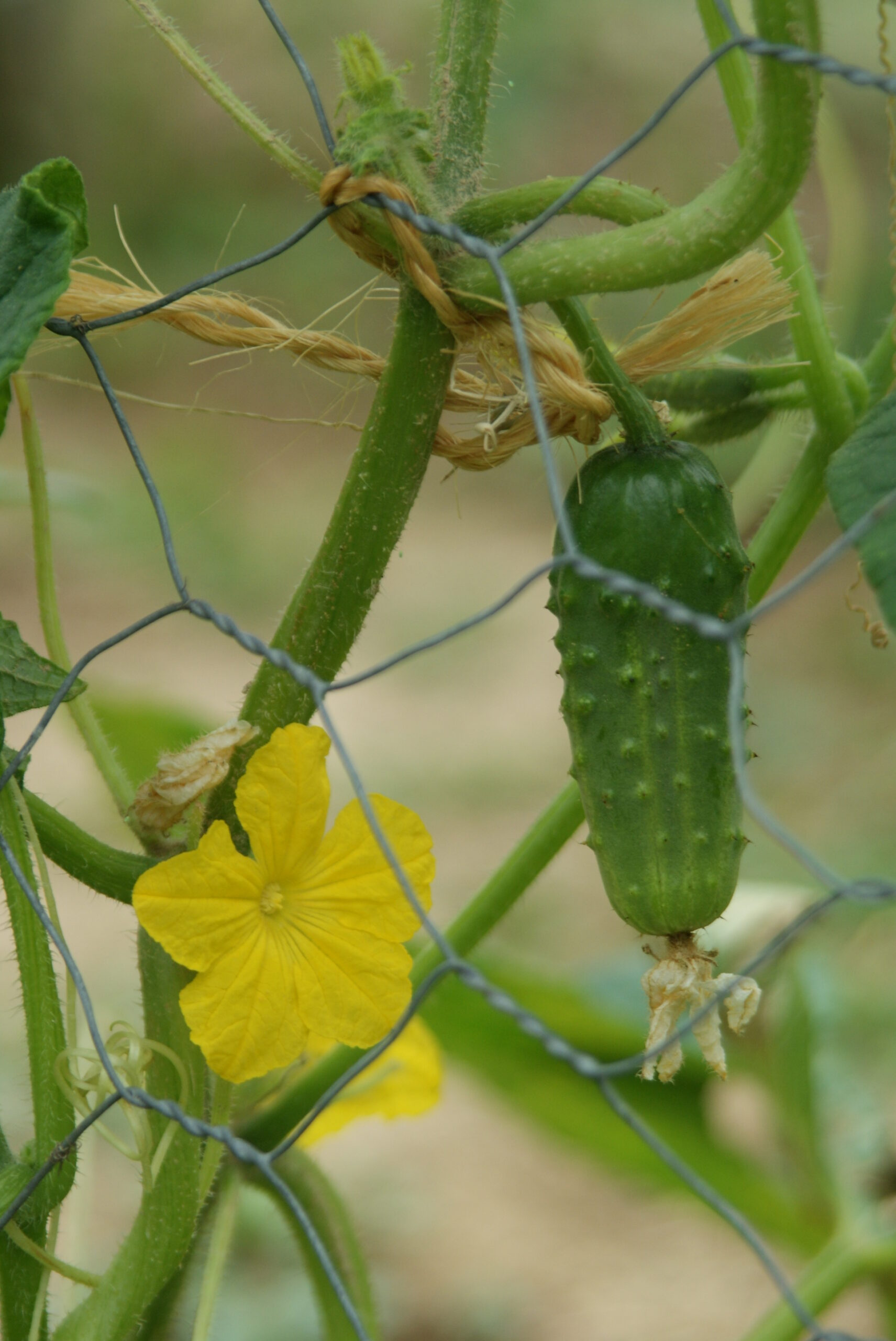 Jardinez avec la lune